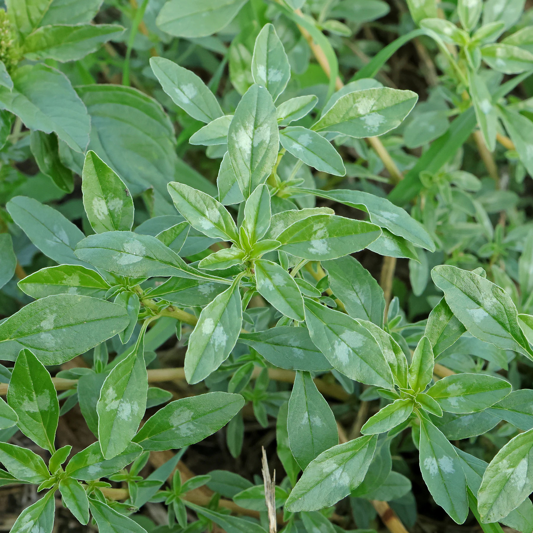 Amaranthus blitoides Blätter marmoriert