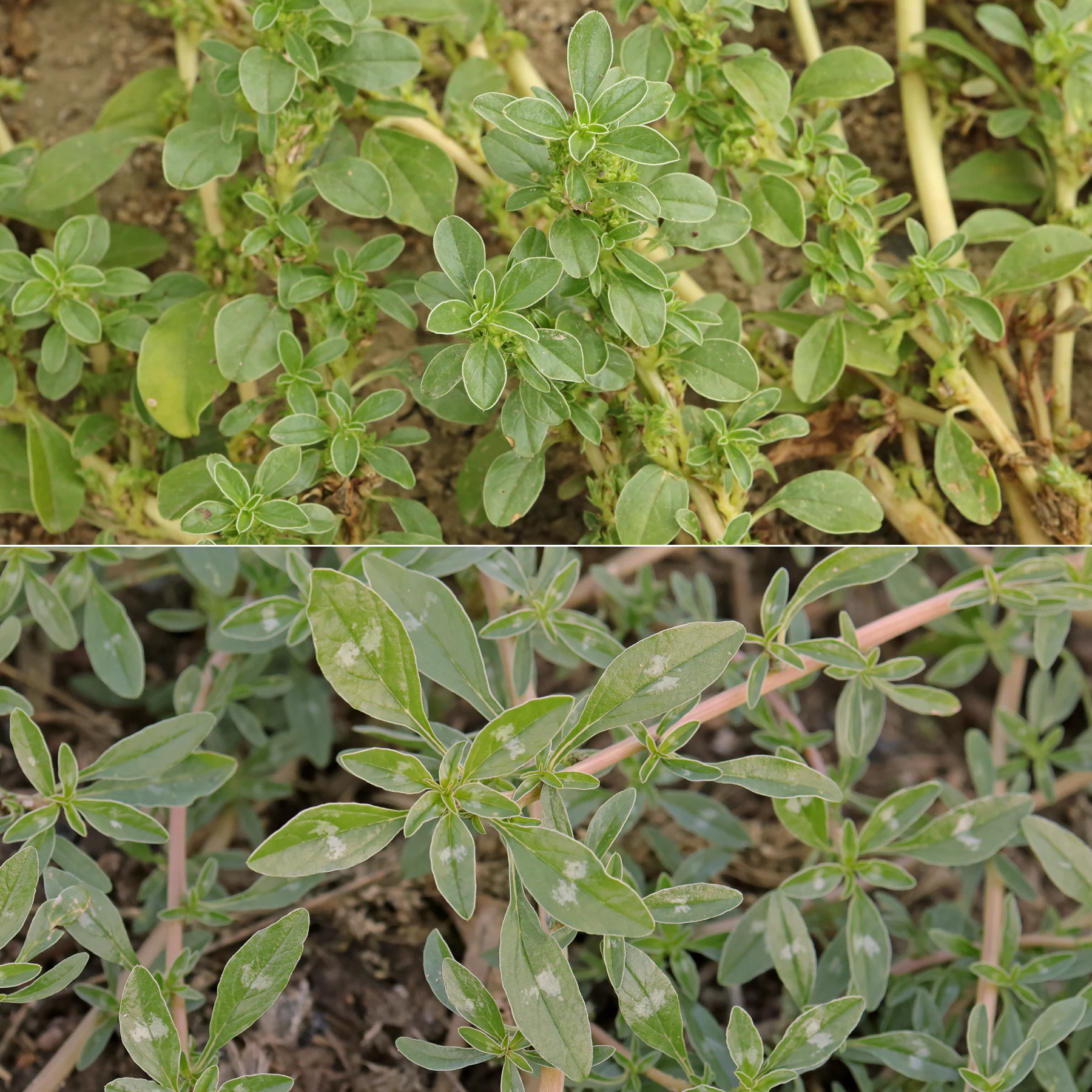 Amaranthus blitoides Blätter