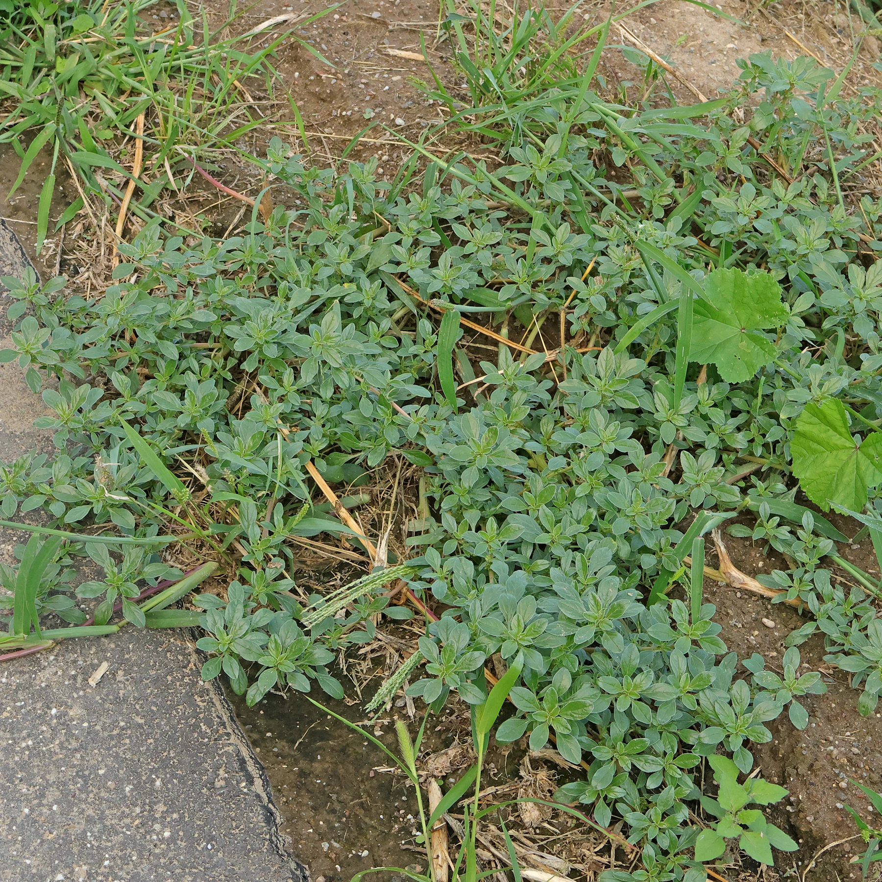 Amaranthus blitoides am Straßenrand