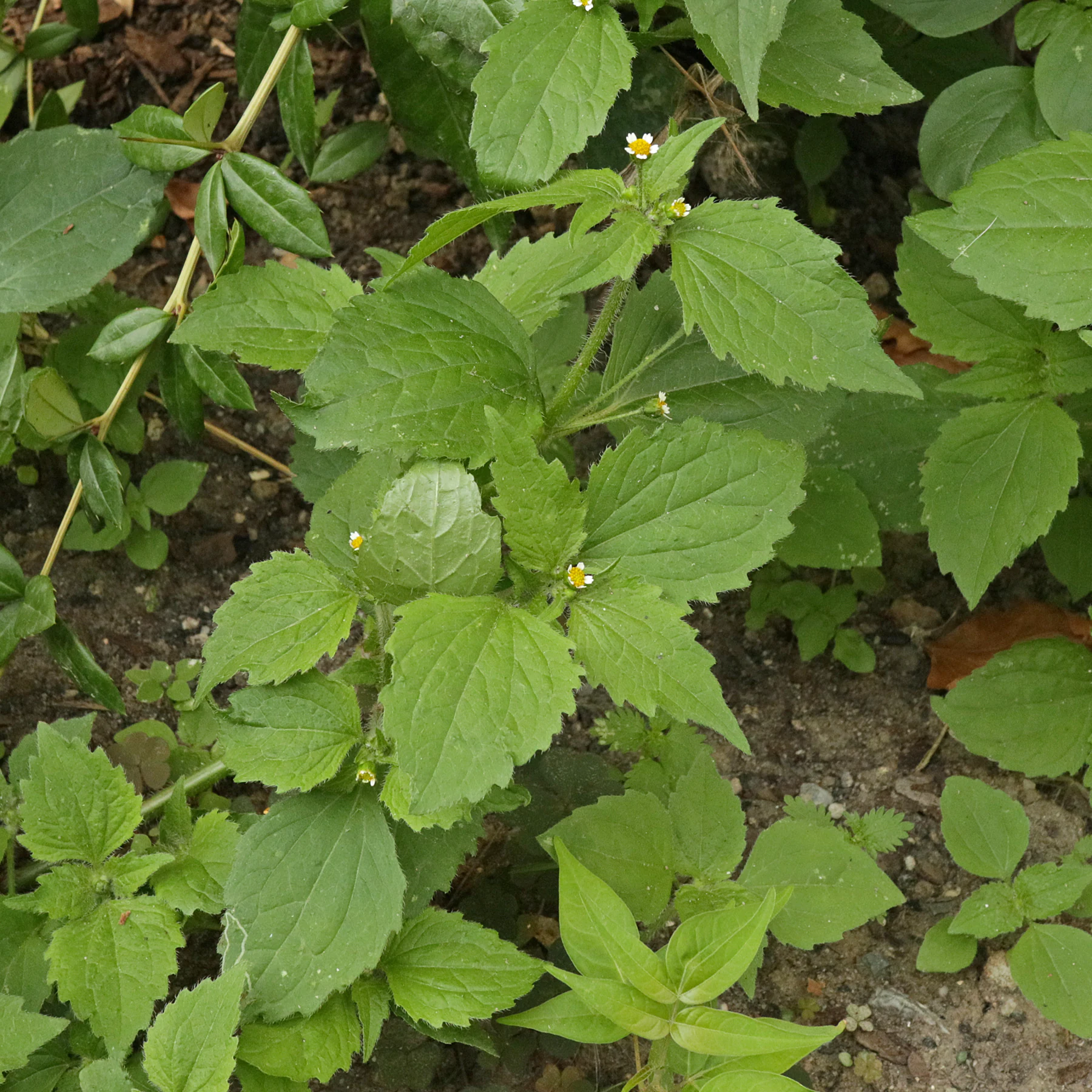 Behaartes Franzosenkraut Blätter