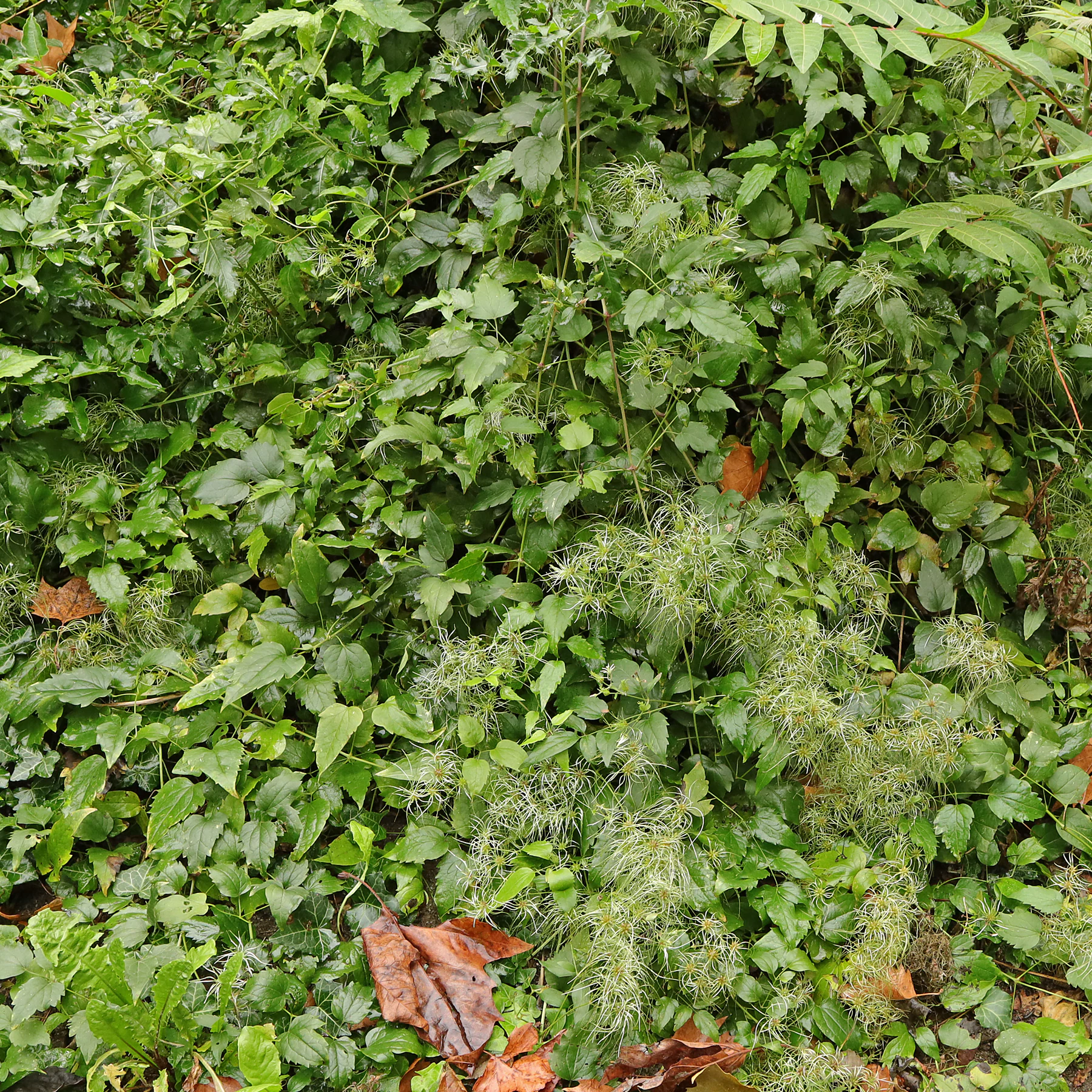 Blätter Clematis vitalba