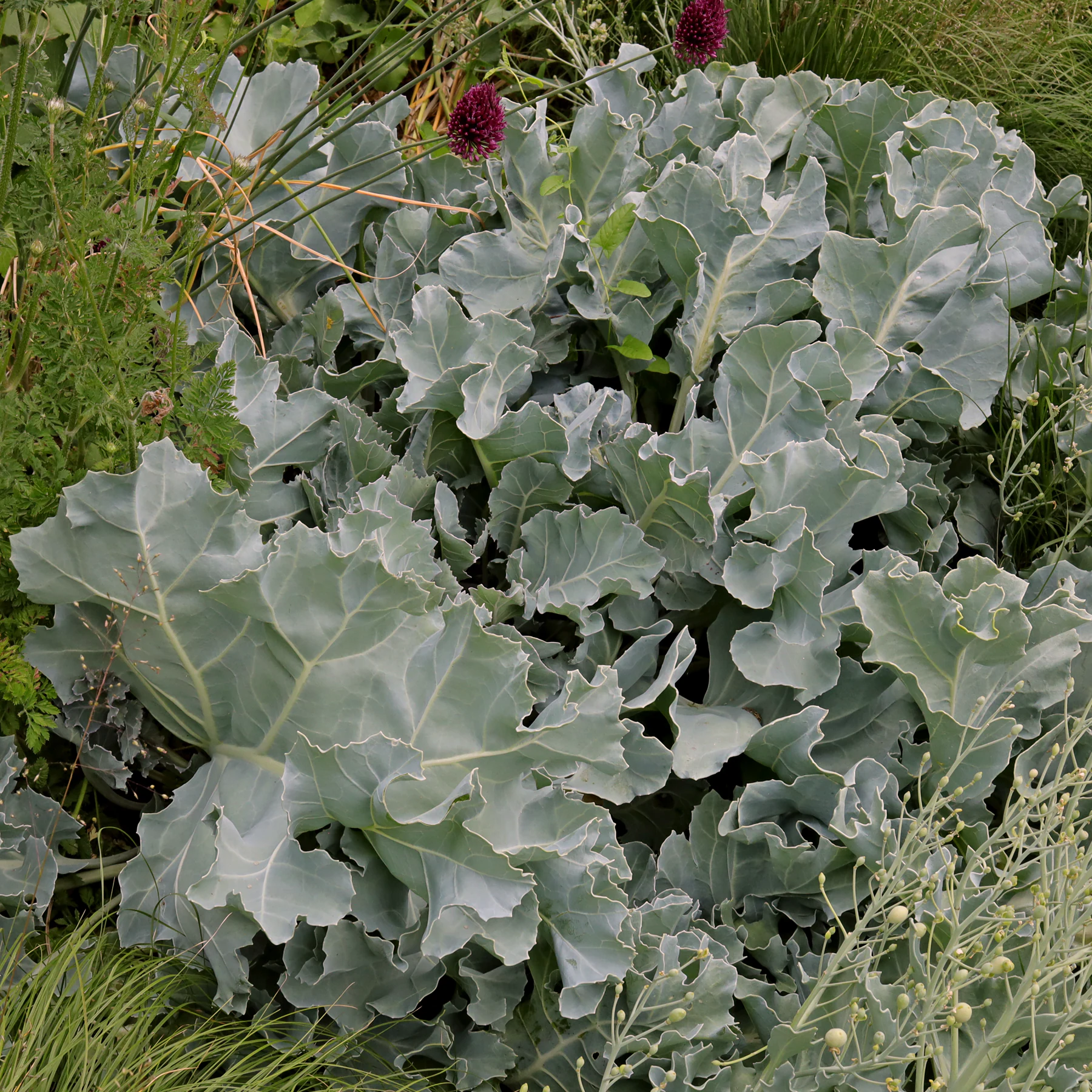 Blätter Crambe maritima