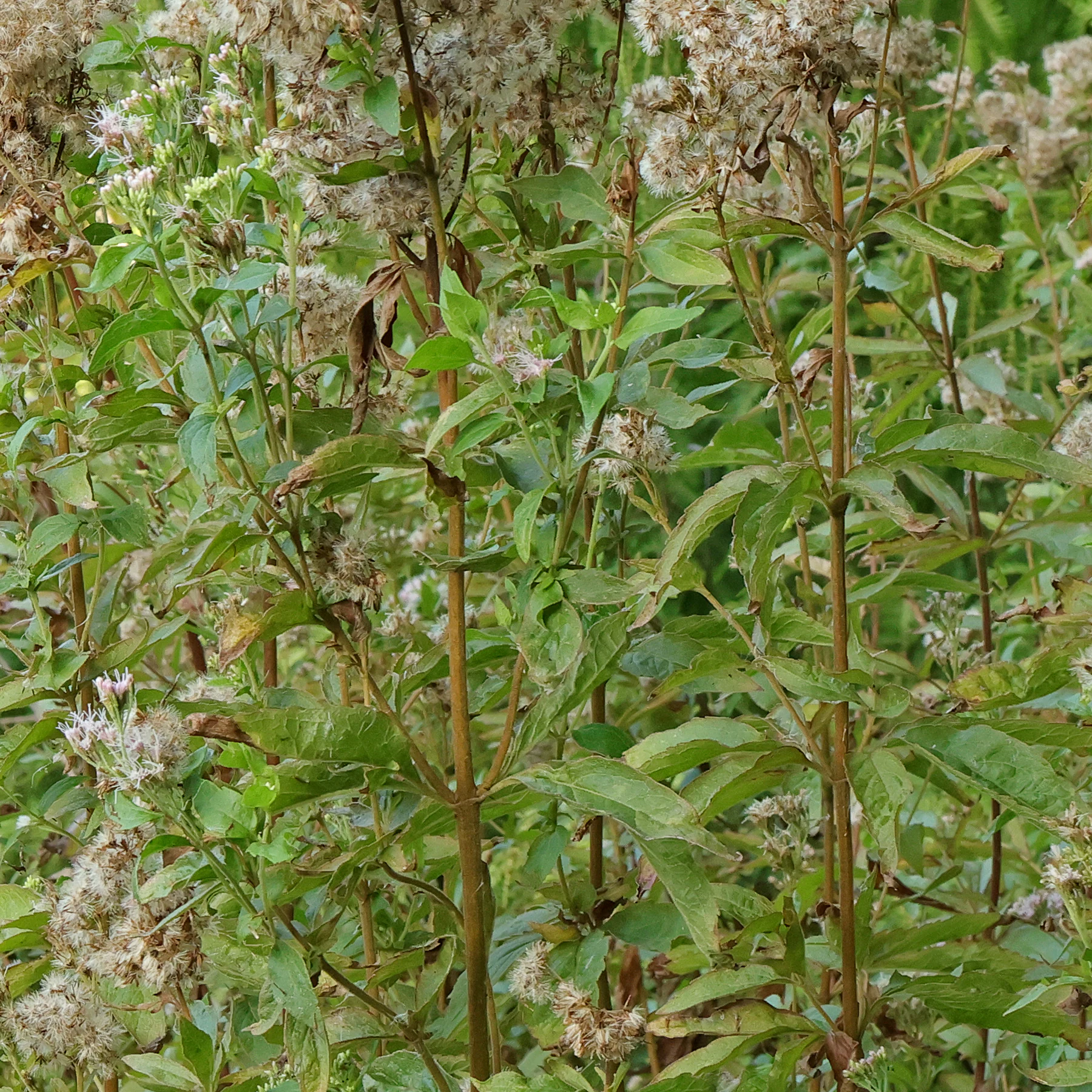 Blätter Eupatorium cannabinum