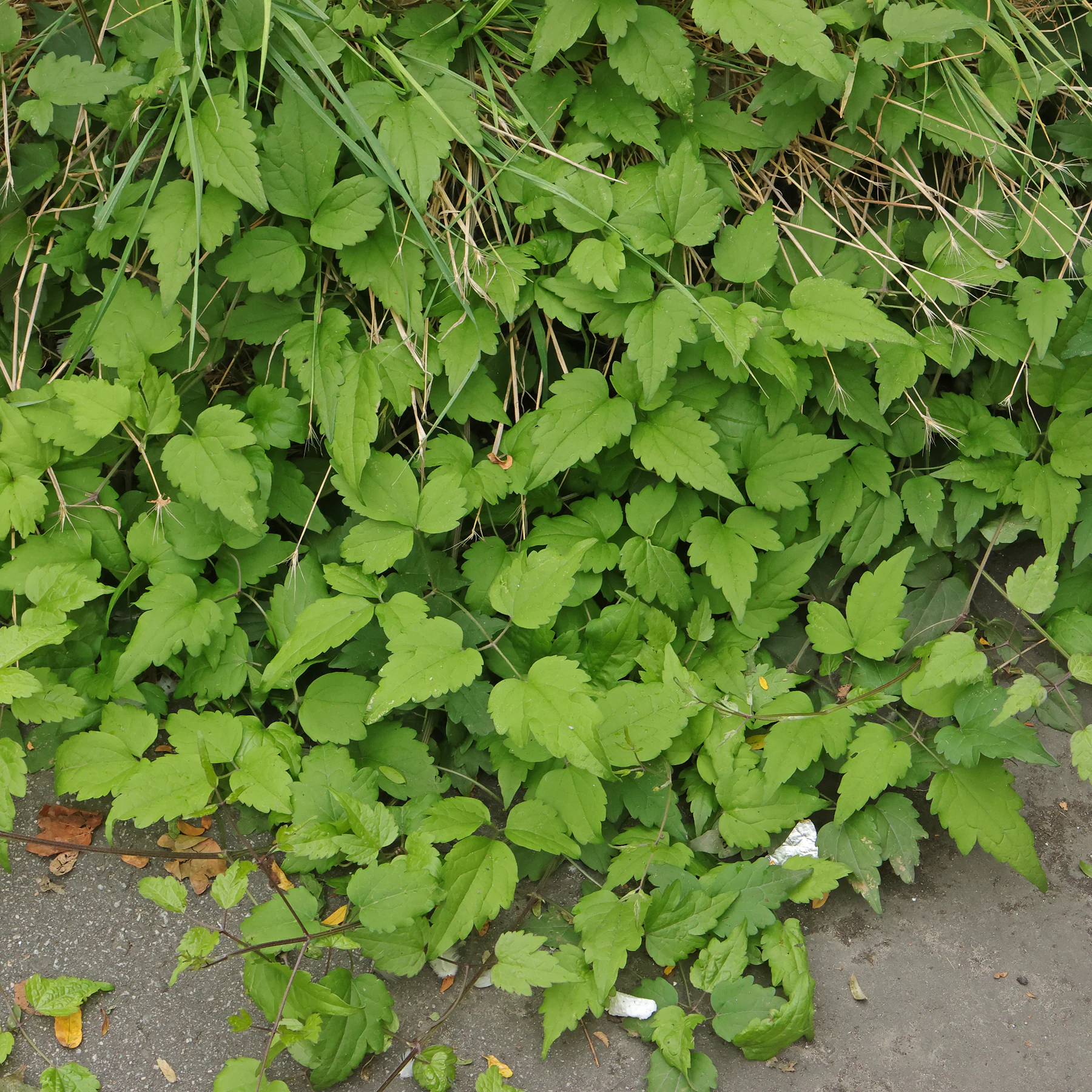 Blätter Gewöhnliche Waldrebe