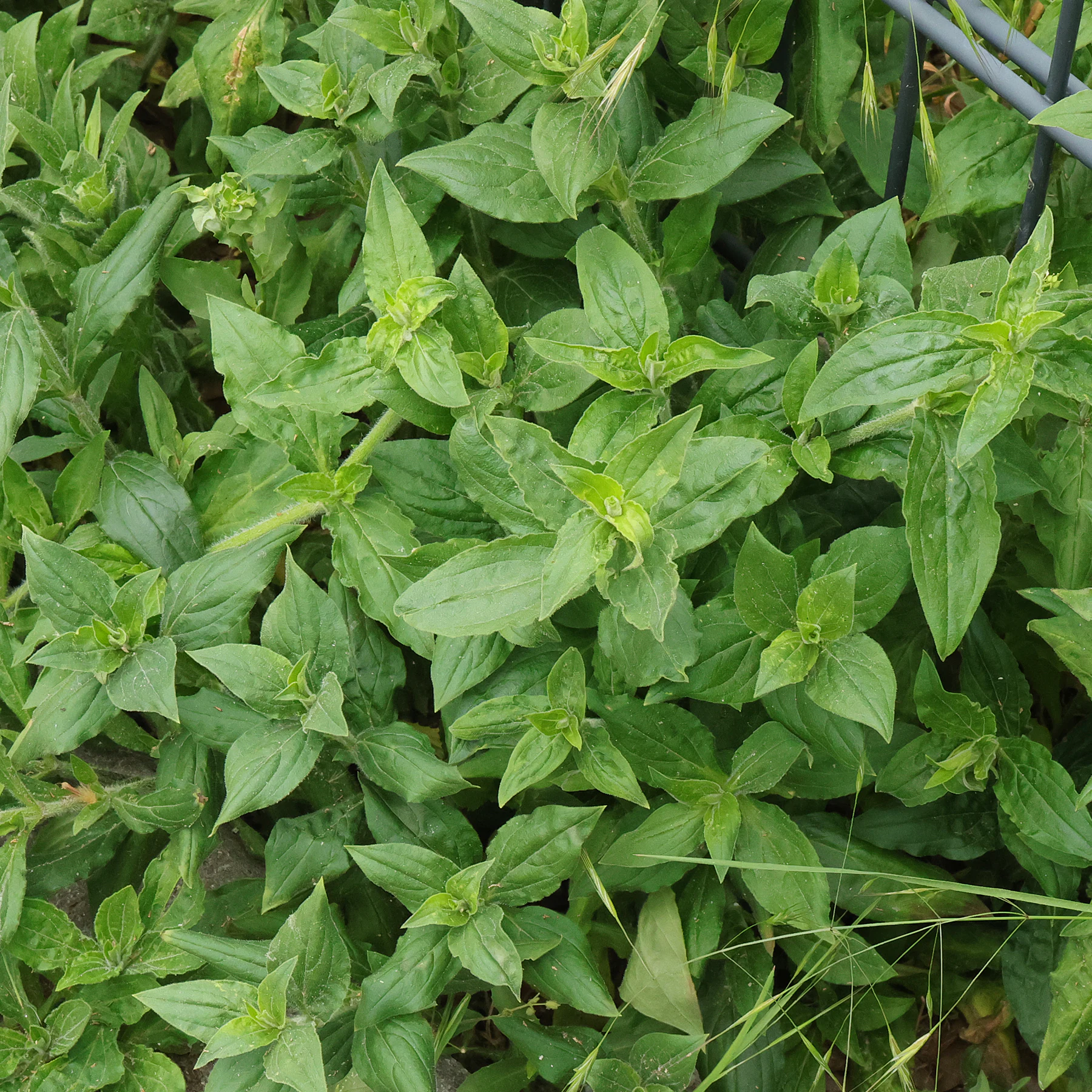 Blätter Silene latifolia