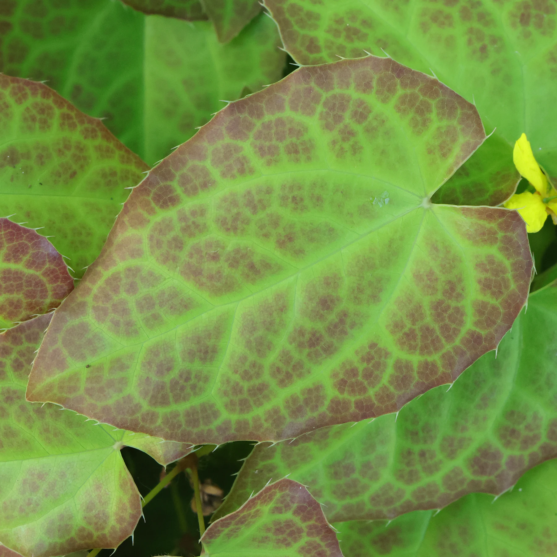 Blatt Epimedium pinnatum