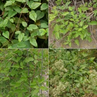 Clematis vitalba Blätter