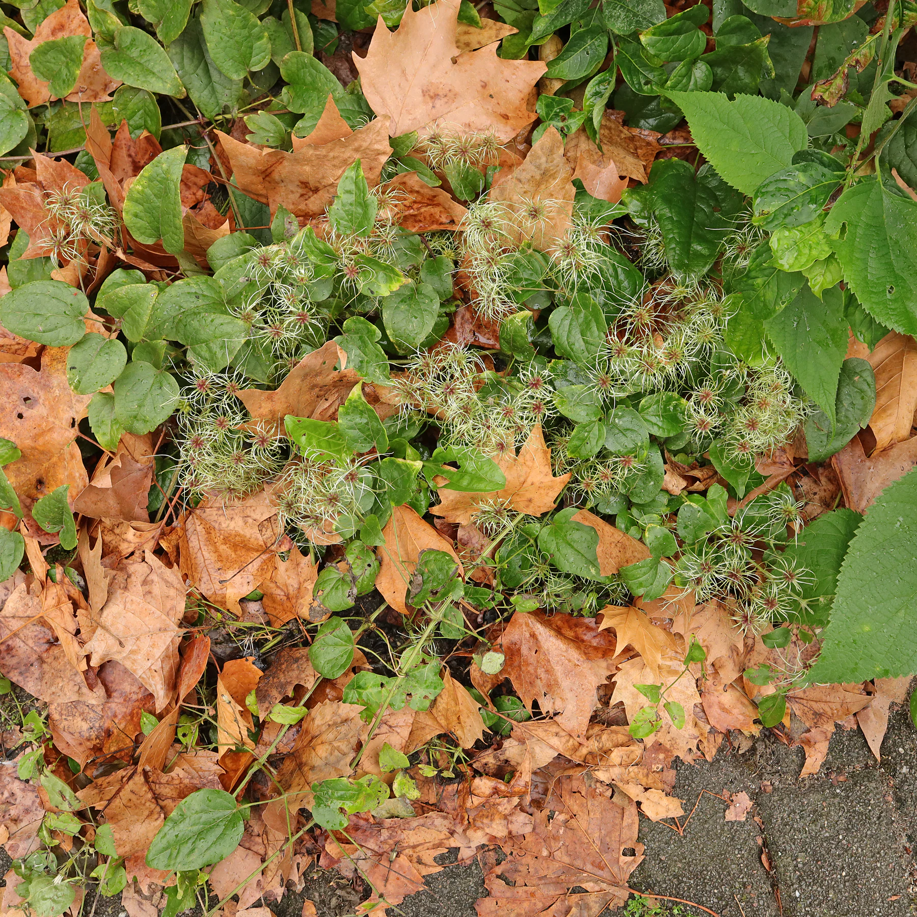 Clematis vitalba am Wegrand