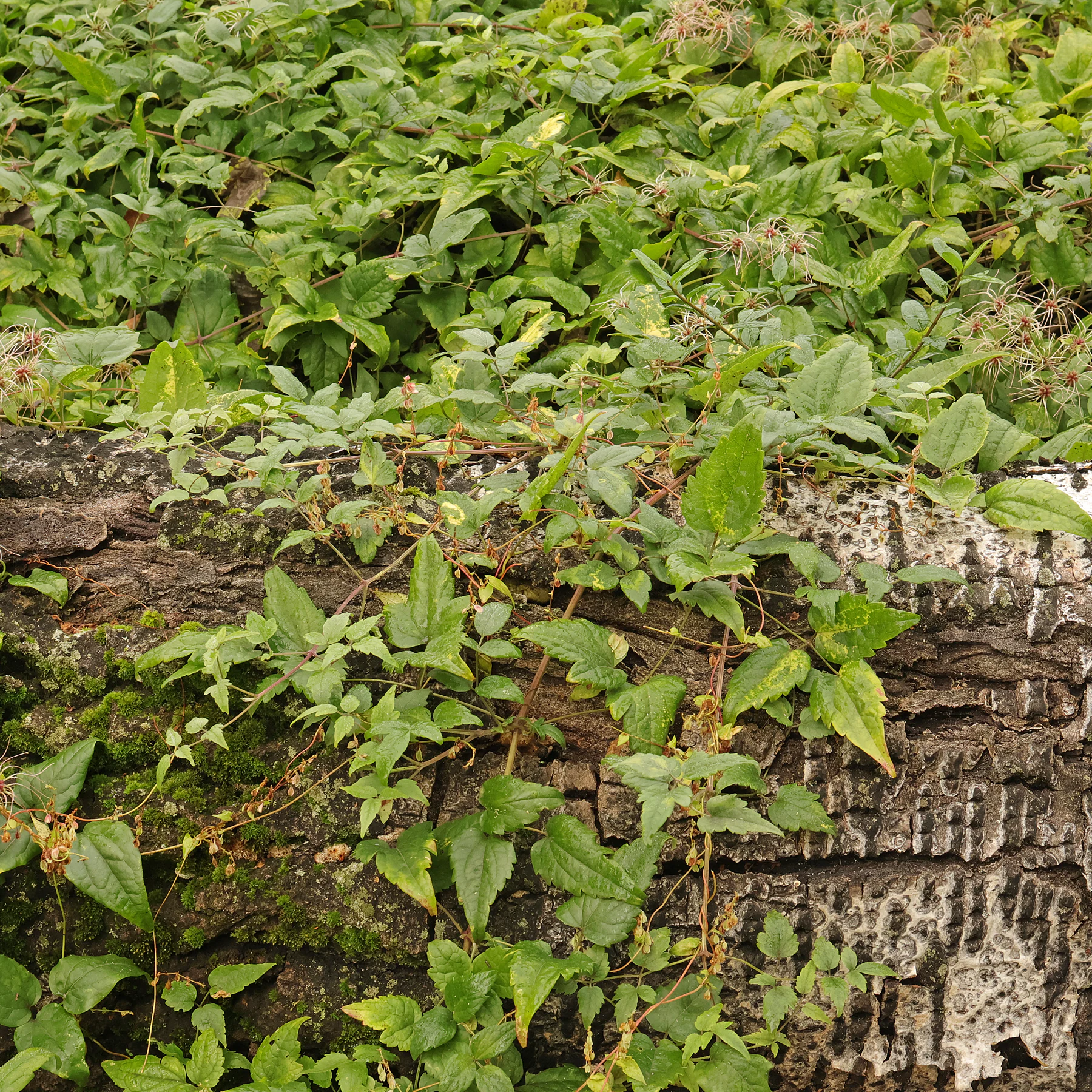 Clematis vitalba auf Totholz