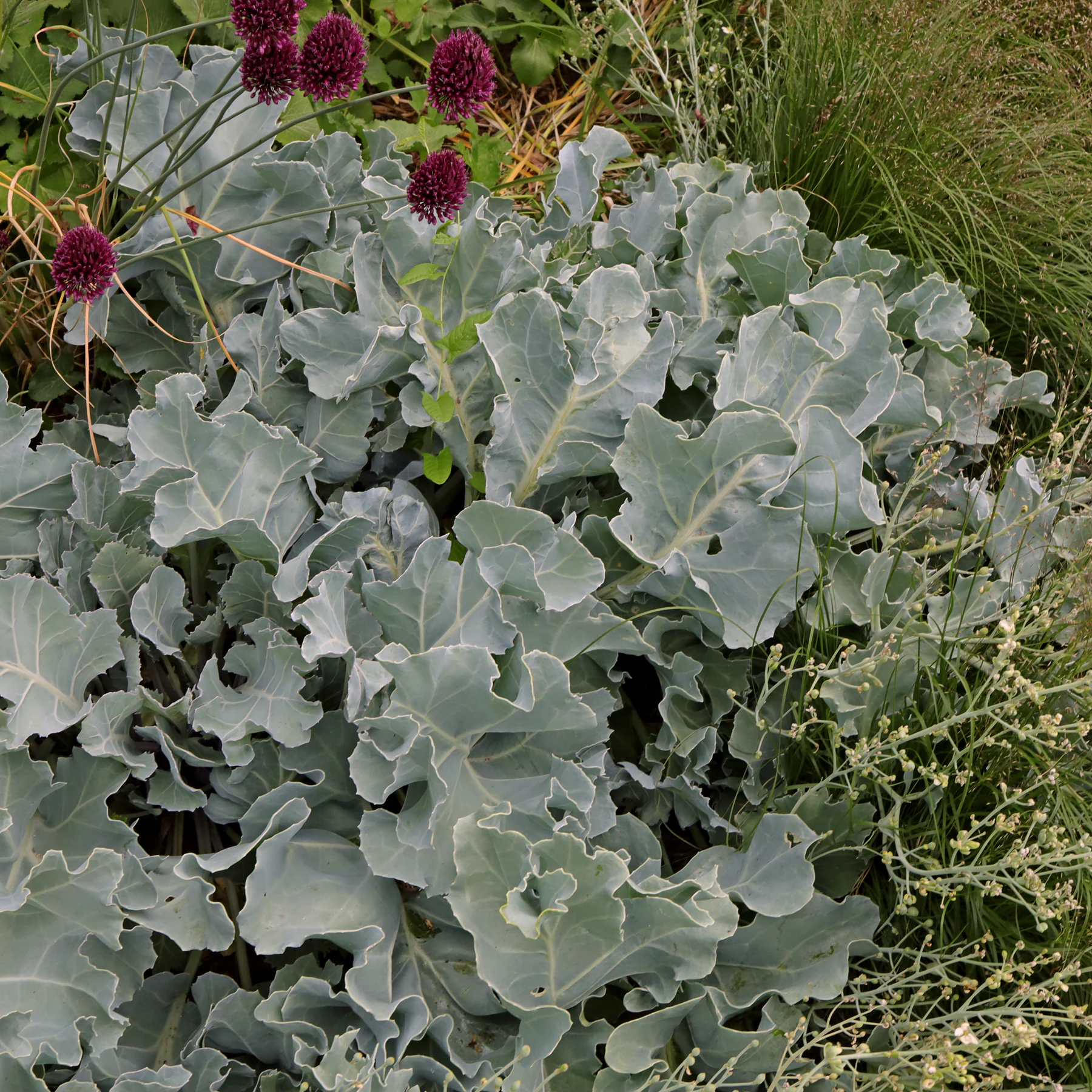 Crambe maritima Blätter