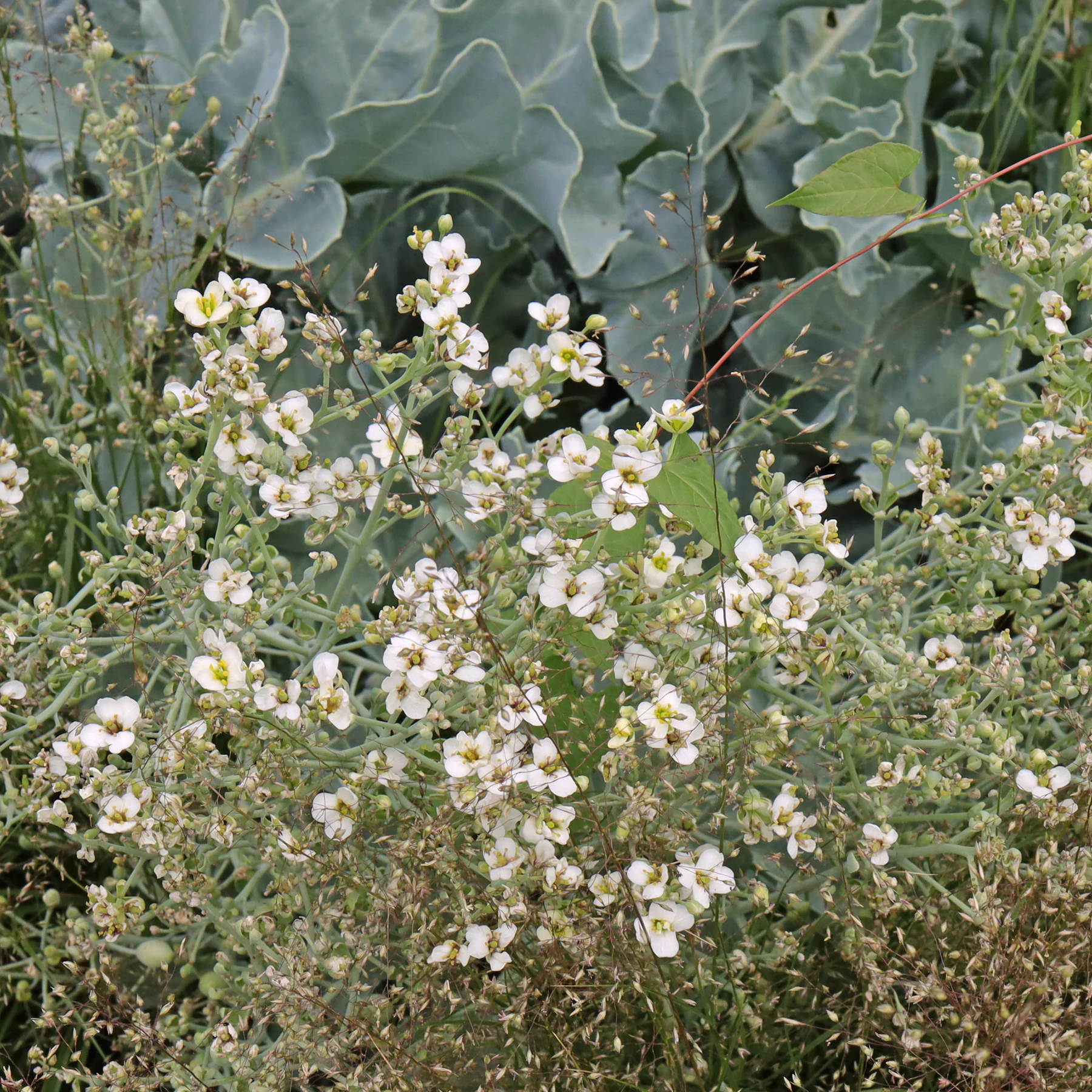Crambe maritima Meerkohl