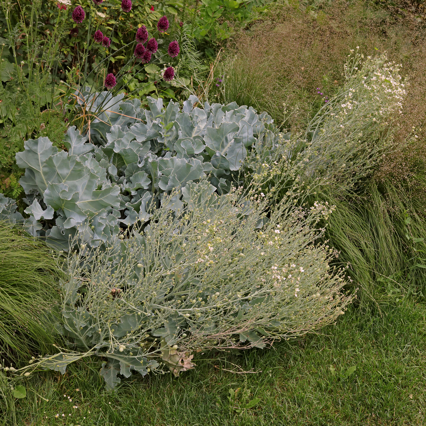 Crambe maritima in Park