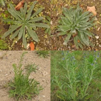 Echium vulgare Blätter