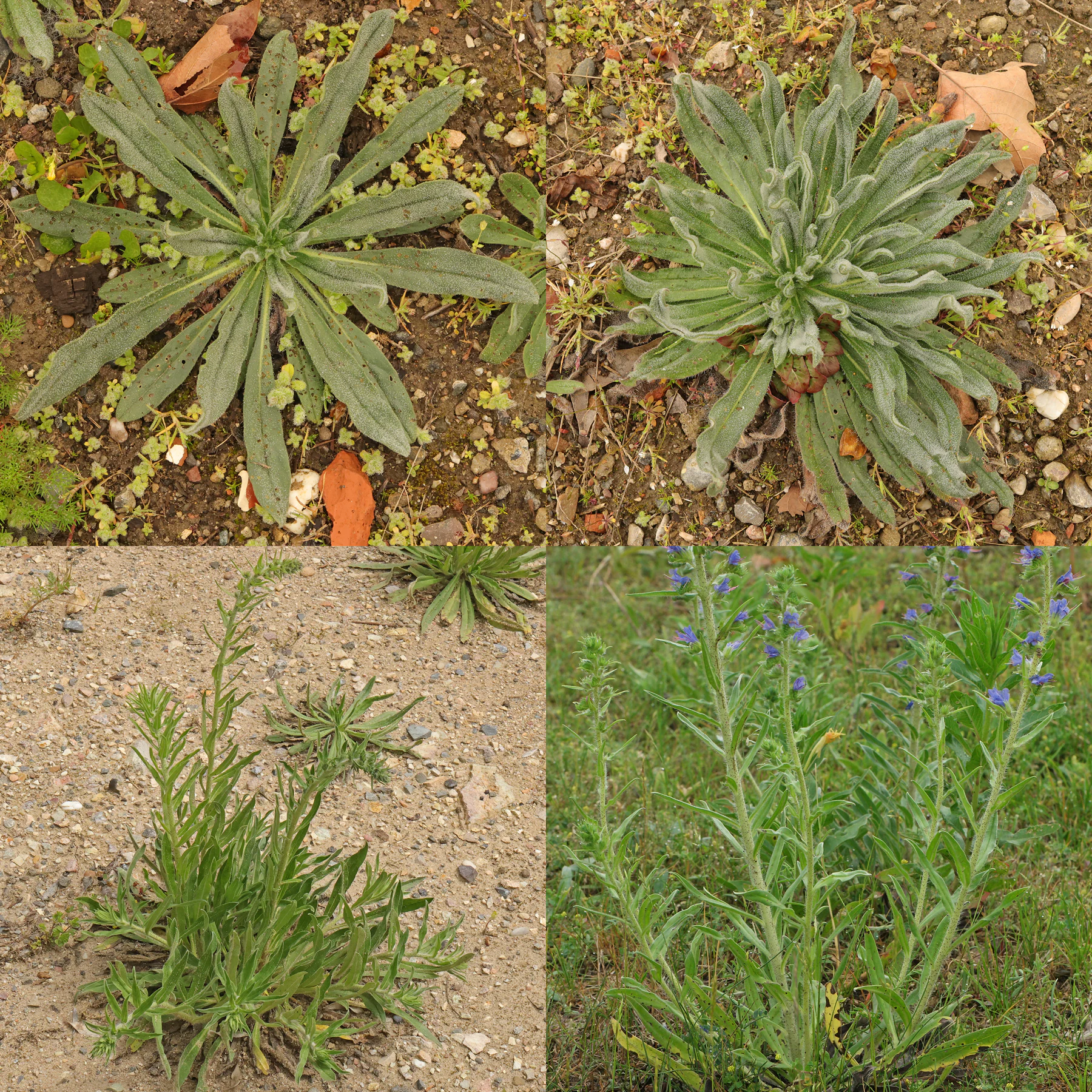 Echium vulgare Blätter