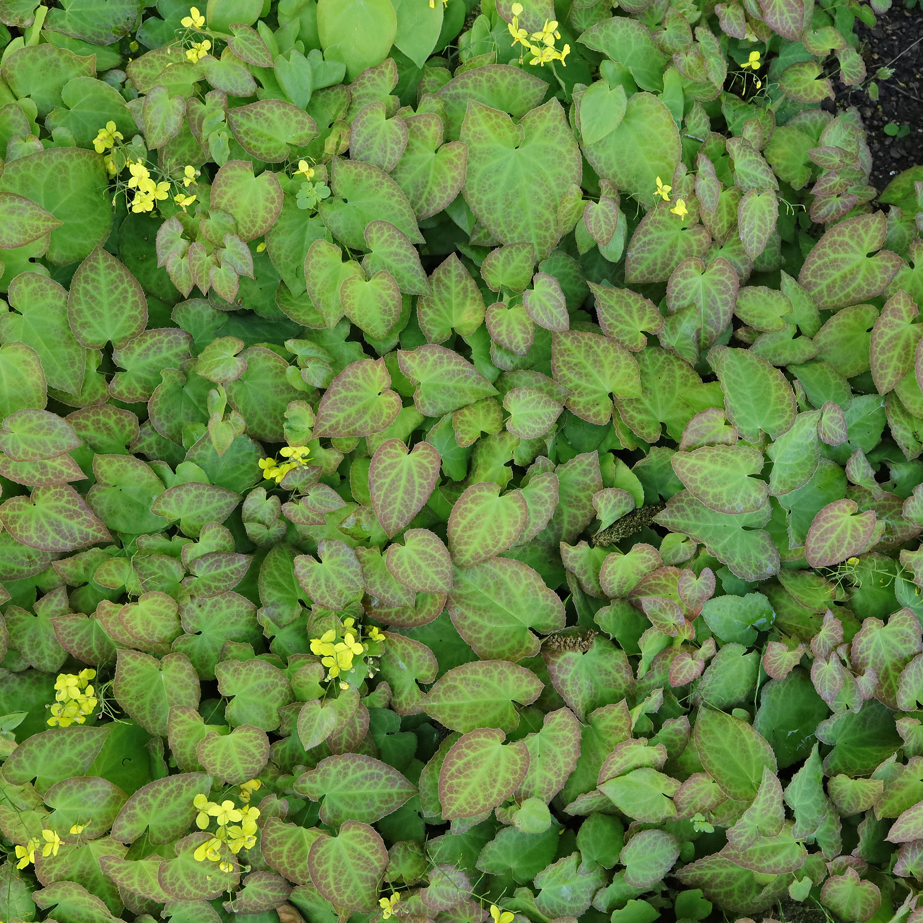 Elfenblume Epimedium pinnatum
