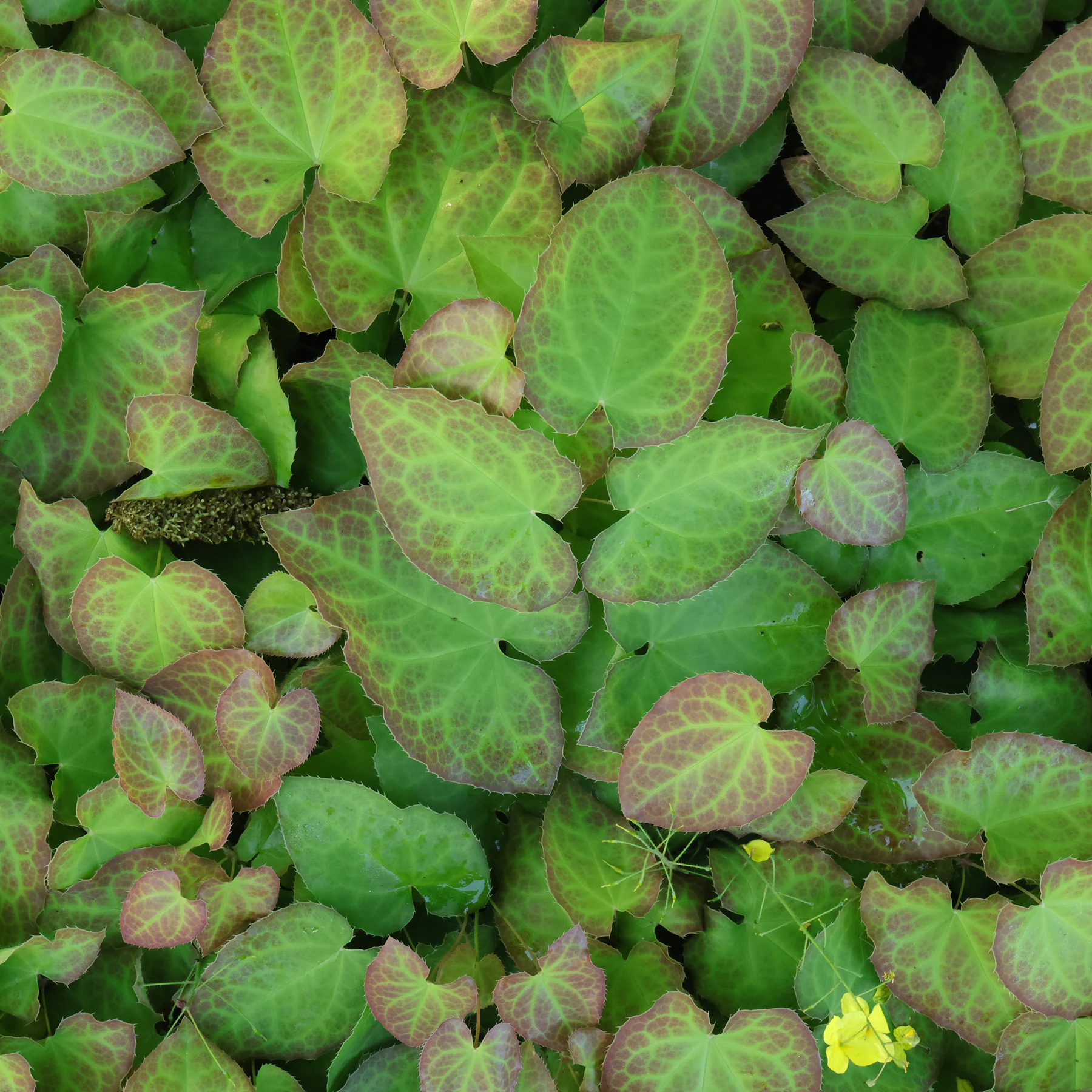 Epimedium pinnatum Blätter
