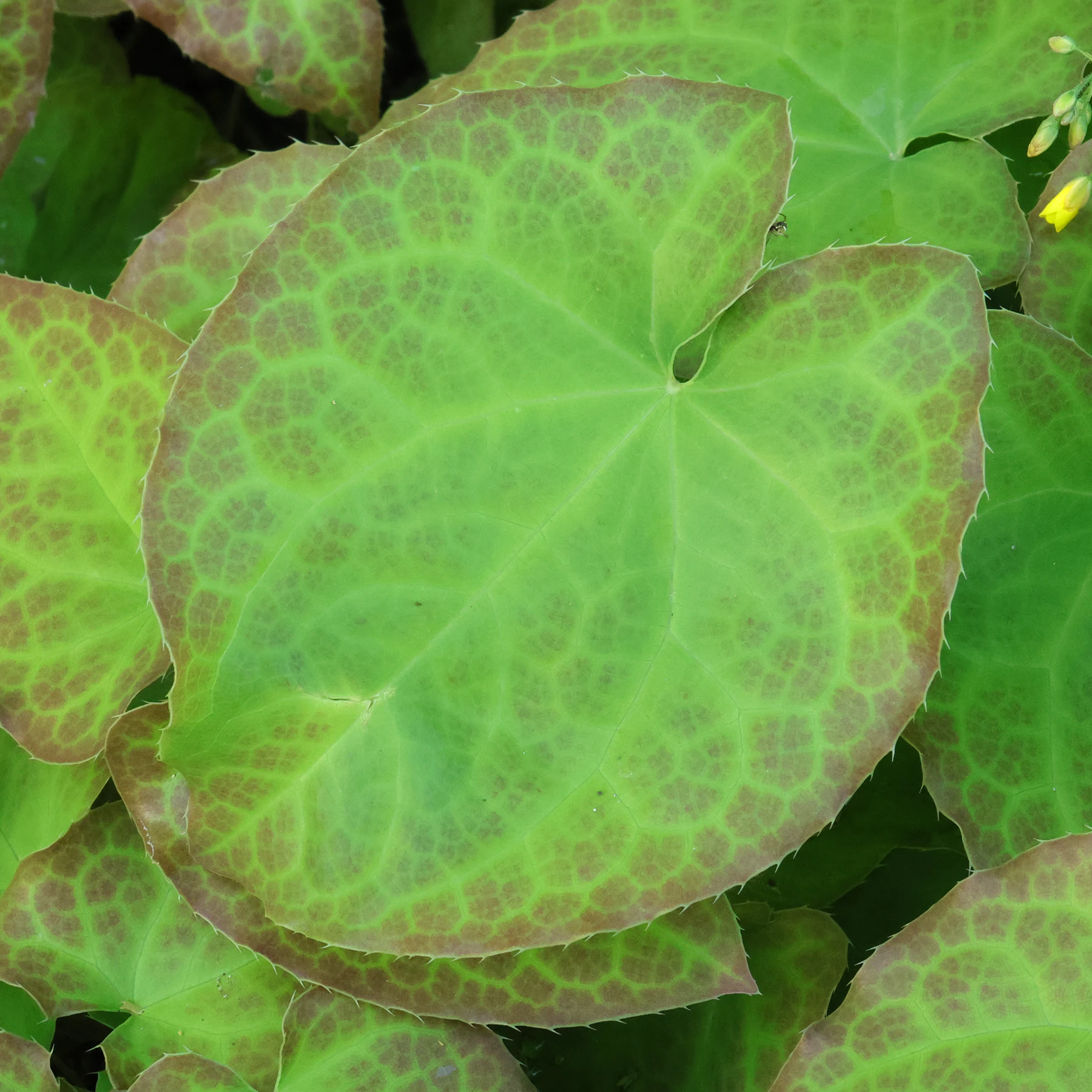 Epimedium pinnatum Blatt