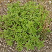 Eupatorium cannabinum Blätter