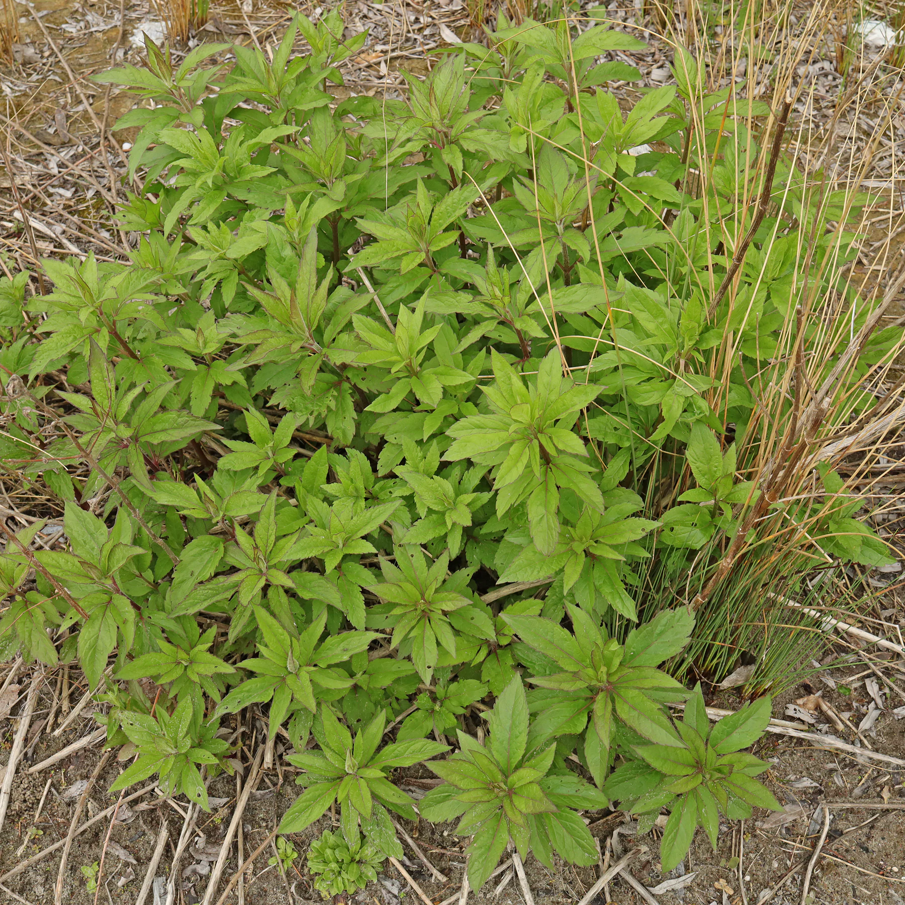 Eupatorium cannabinum Blätter