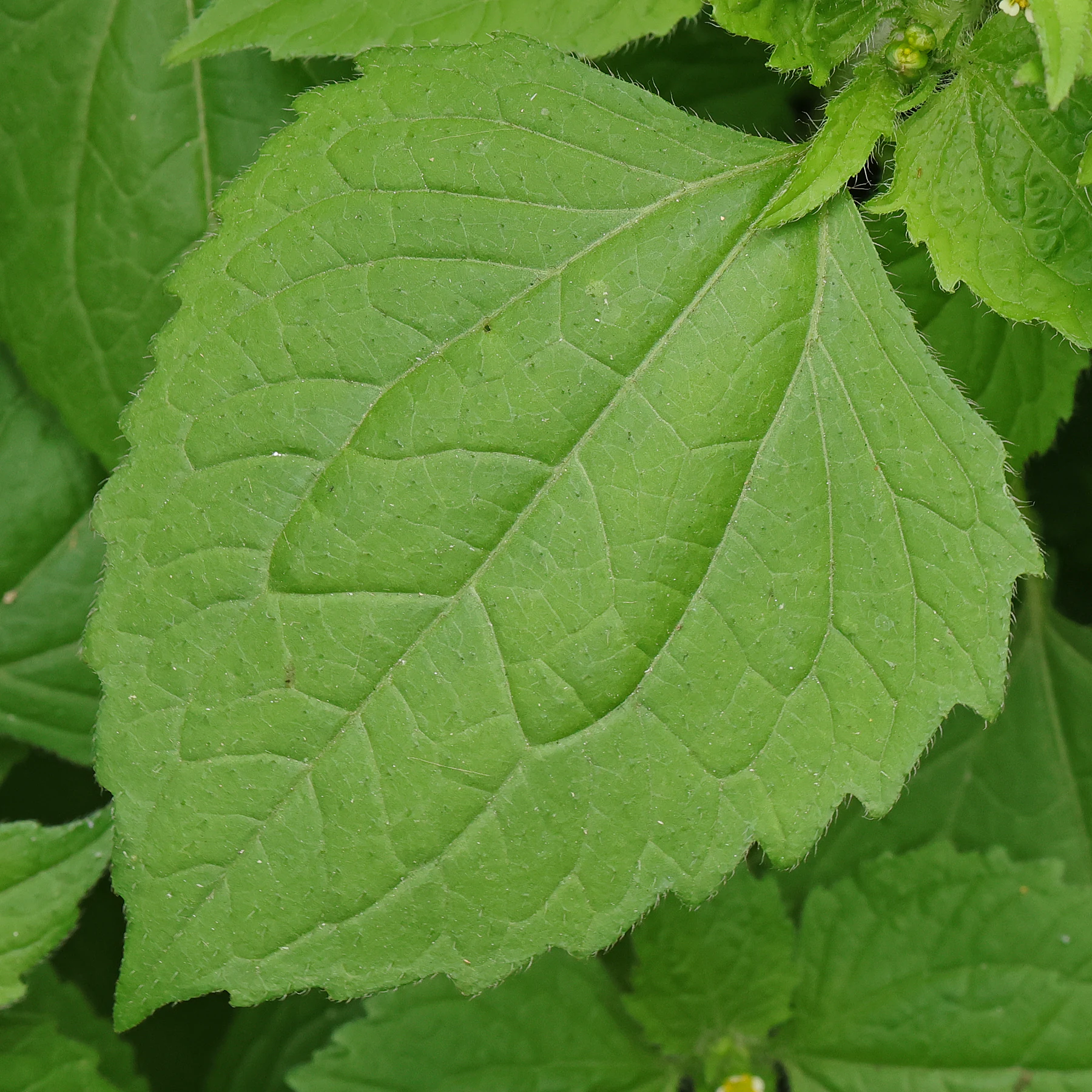 Galinsoga quadriradiata Blatt