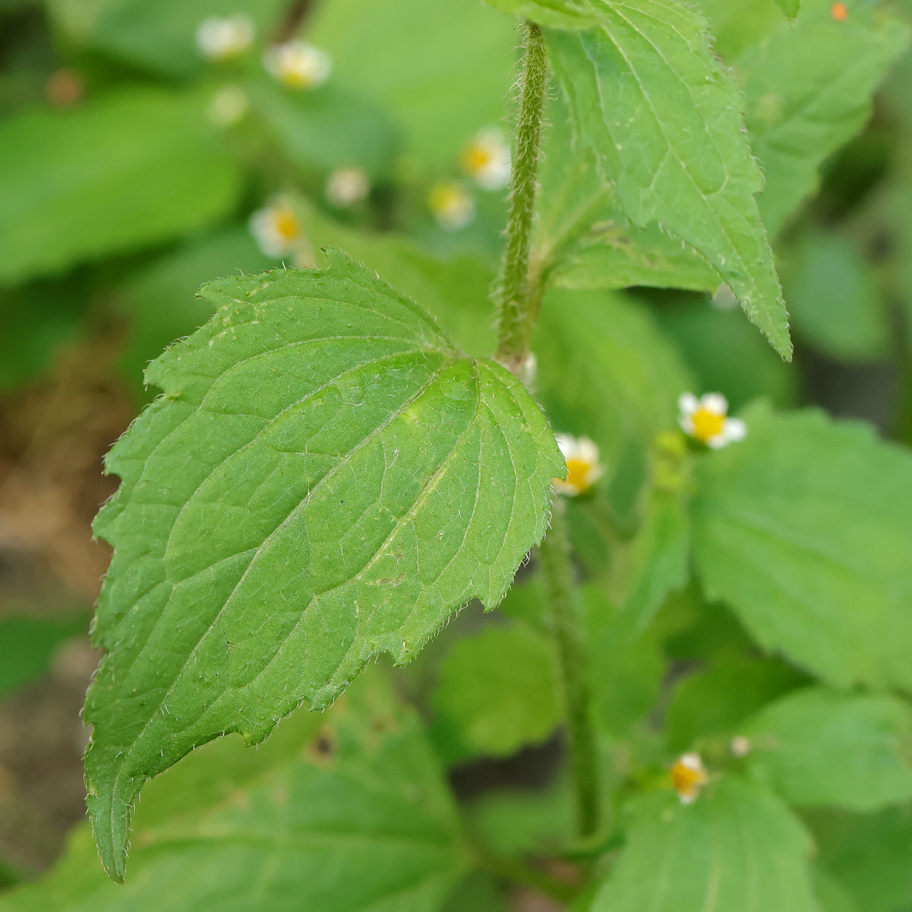 Galinsoga quadriradiata Stängel