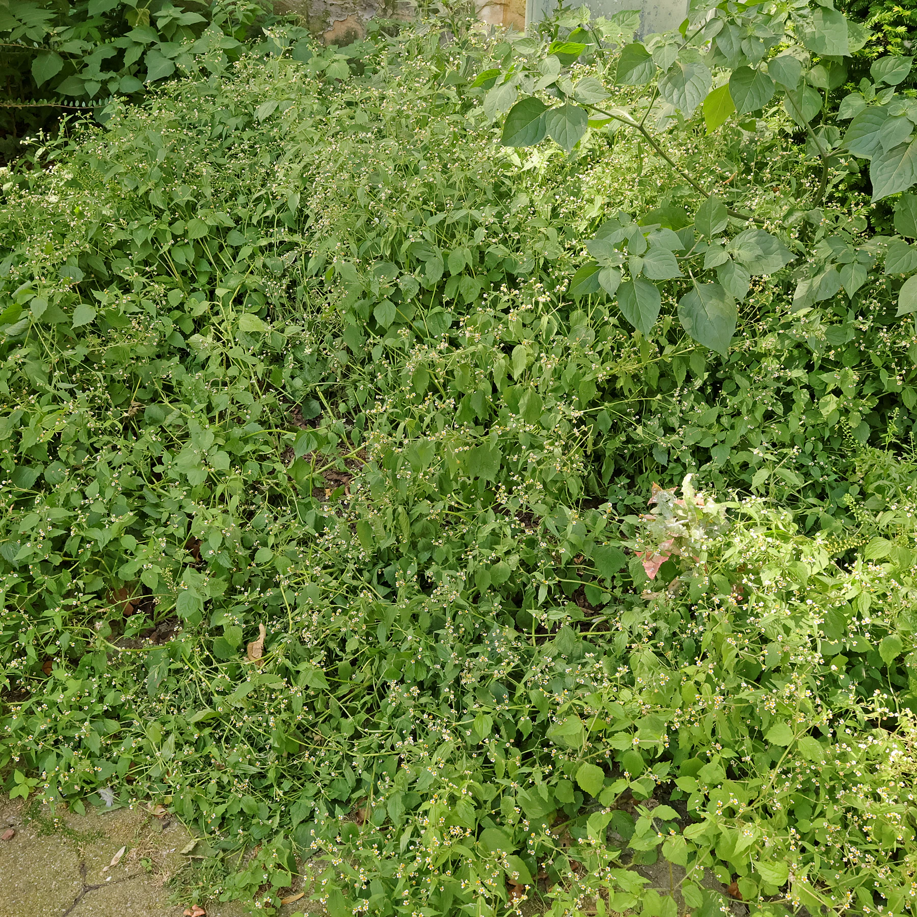 Galinsoga quadriradiata Trockenstress