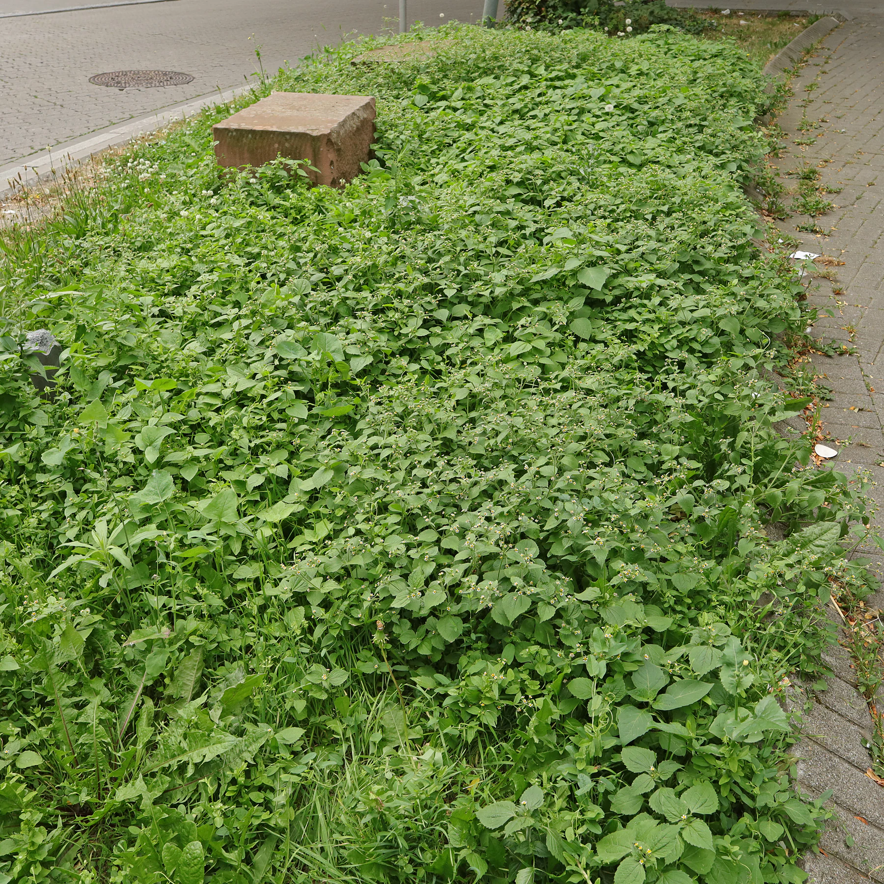 Galinsoga quadriradiata am Straßenrand