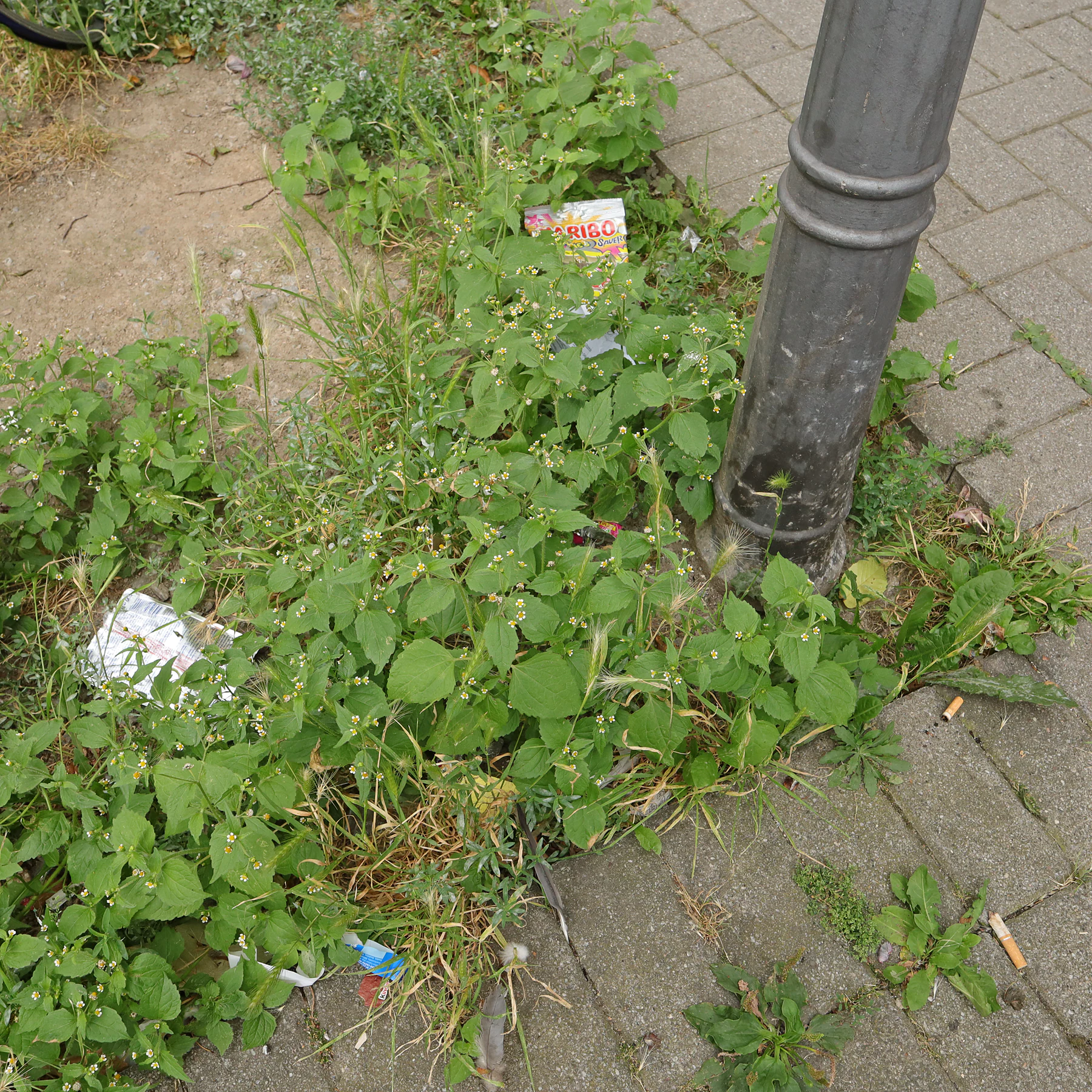 Galinsoga quadriradiata am Wegrand