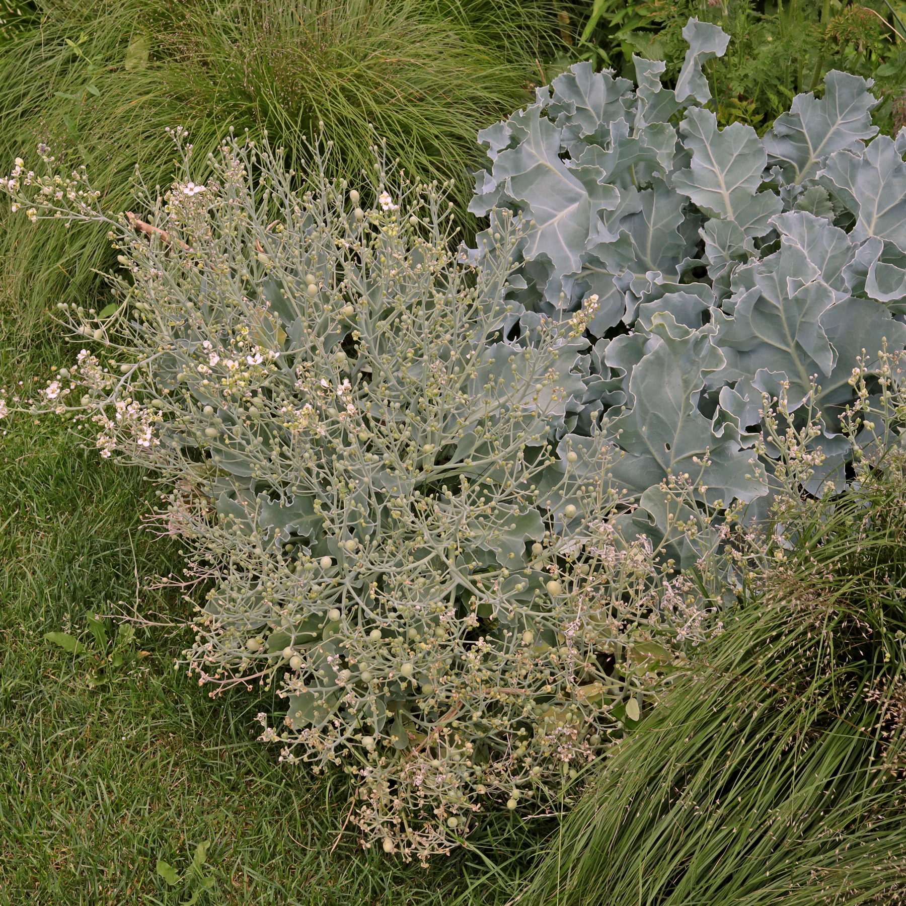 Habitus Crambe maritima