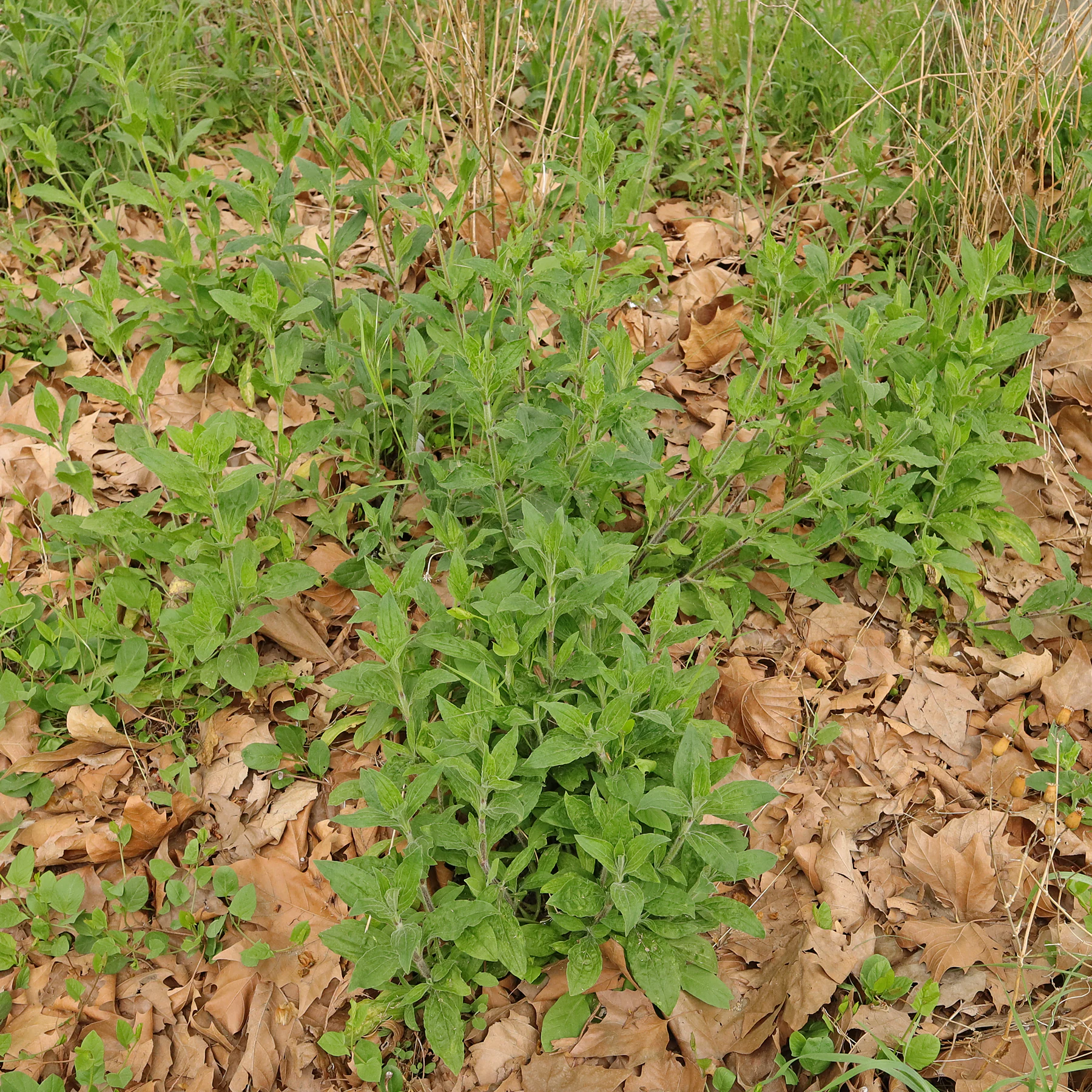 Habitus Silene latifolia