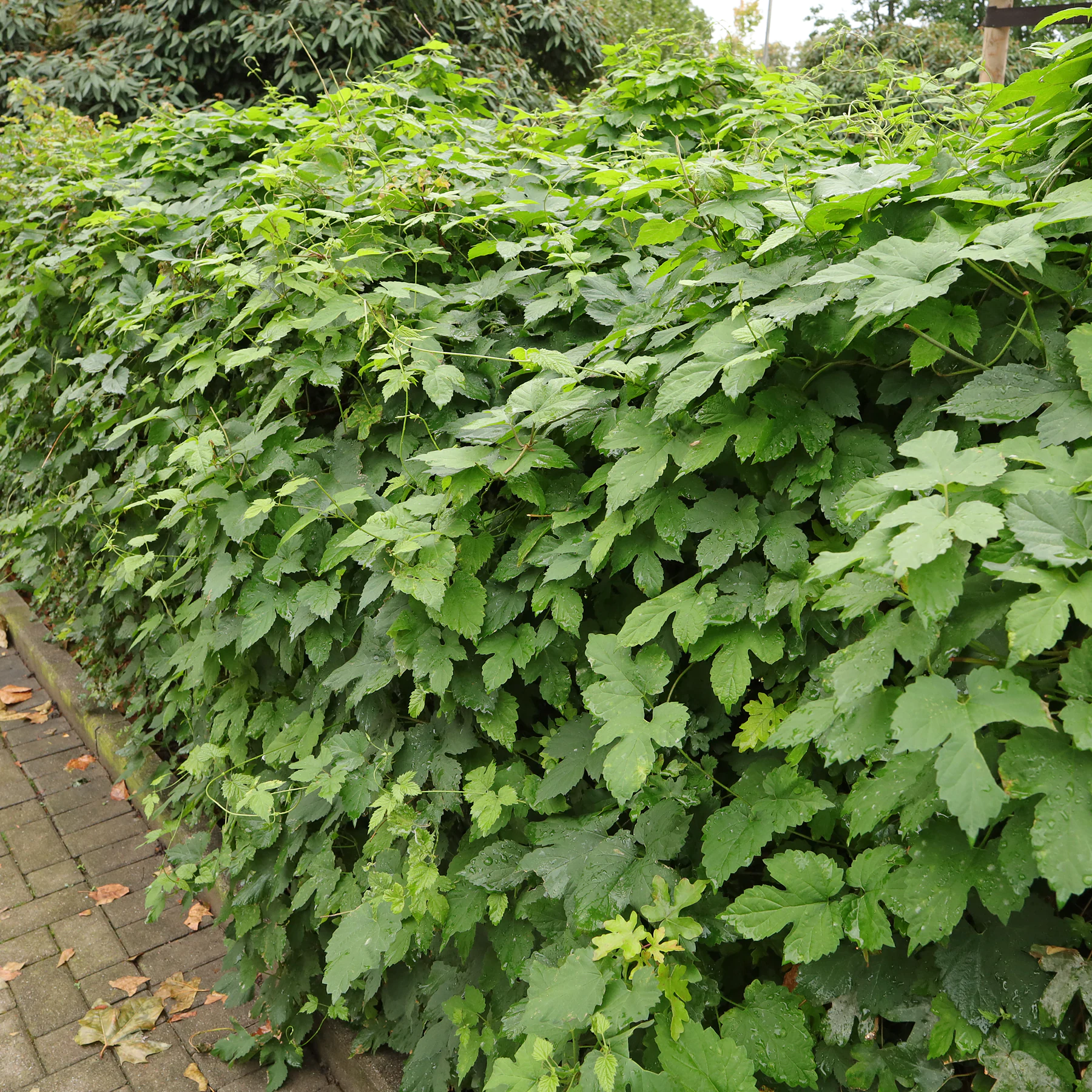 Hopfen Humulus lupulus