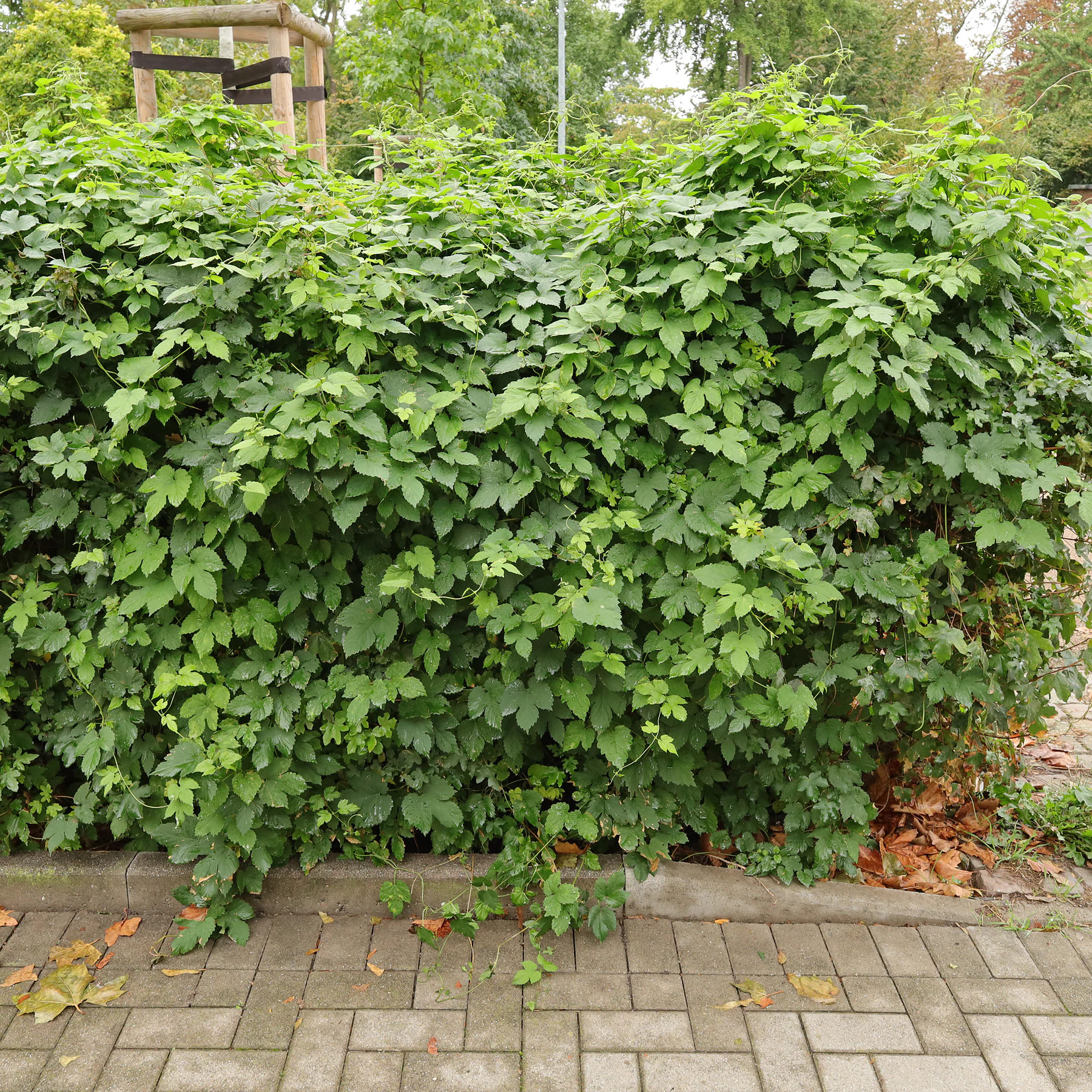 Hopfen als Hecke