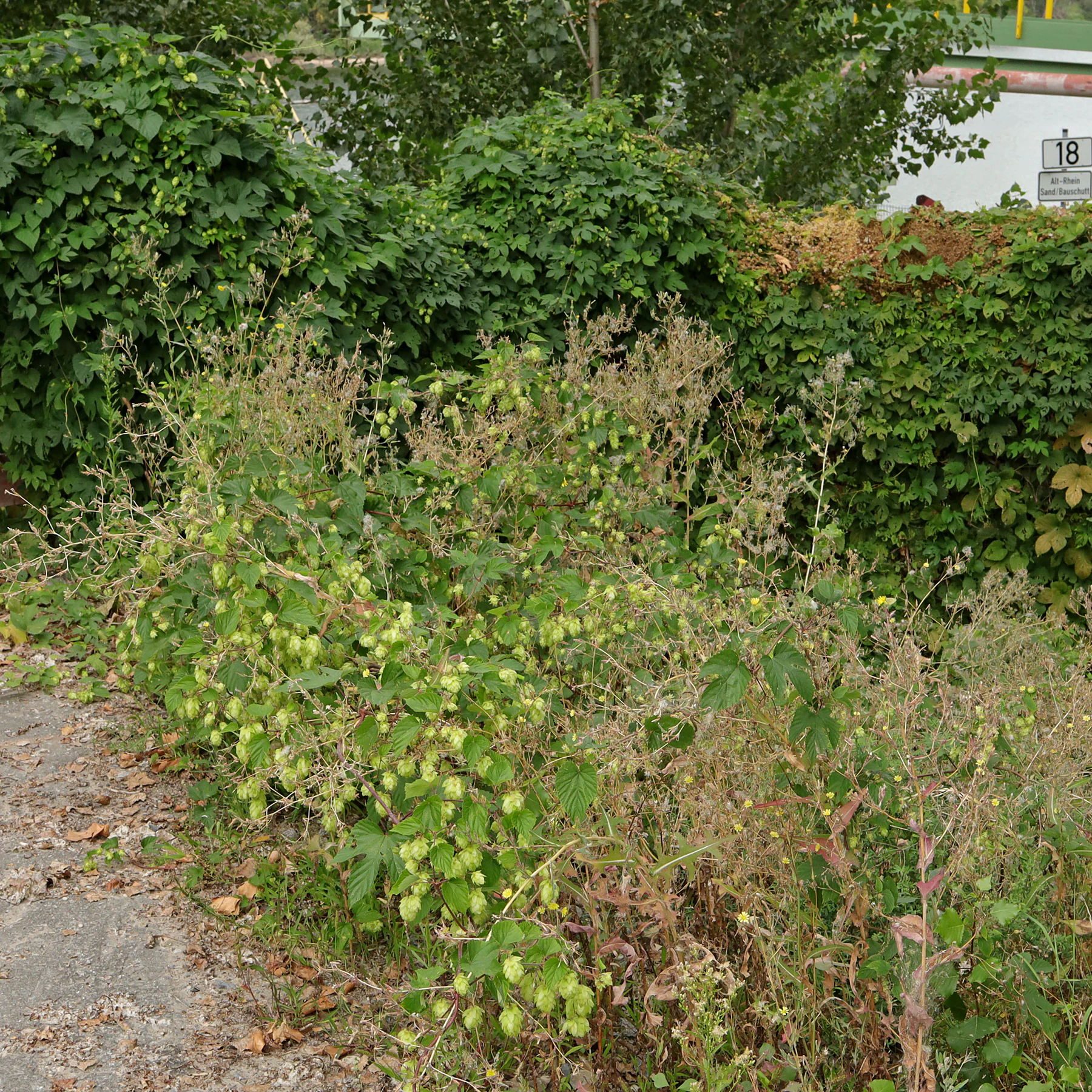 Hopfen am Wegrand