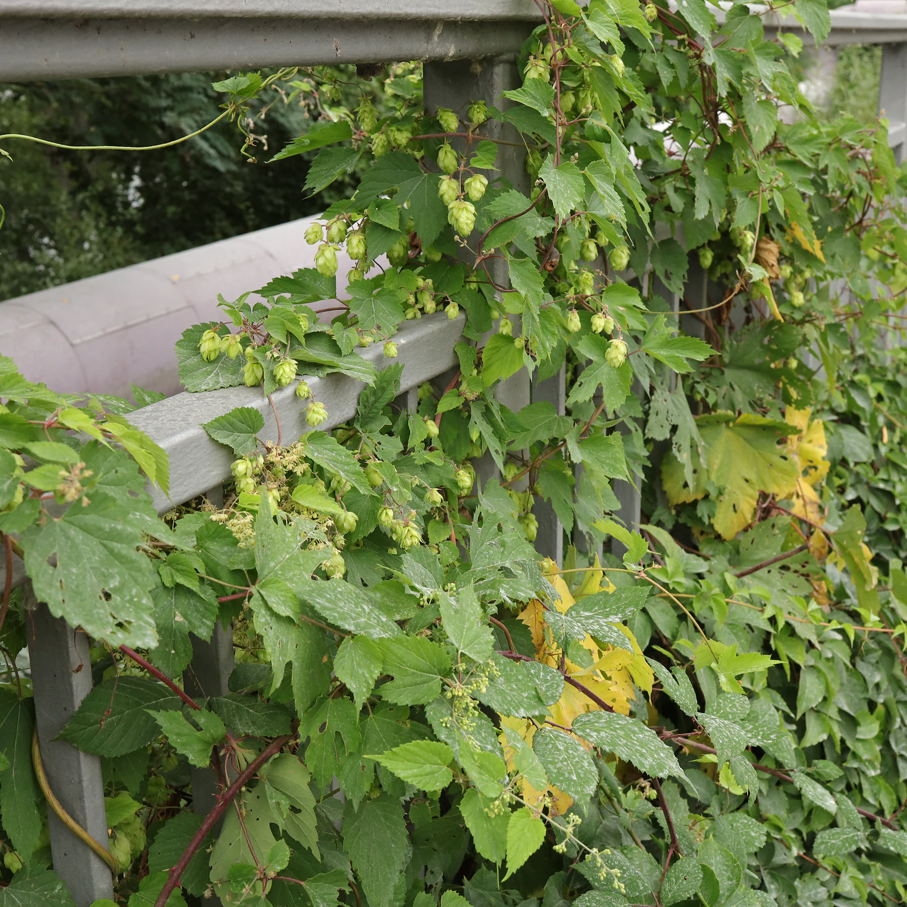Hopfen auf Geländer