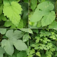 Humulus lupulus Blätter