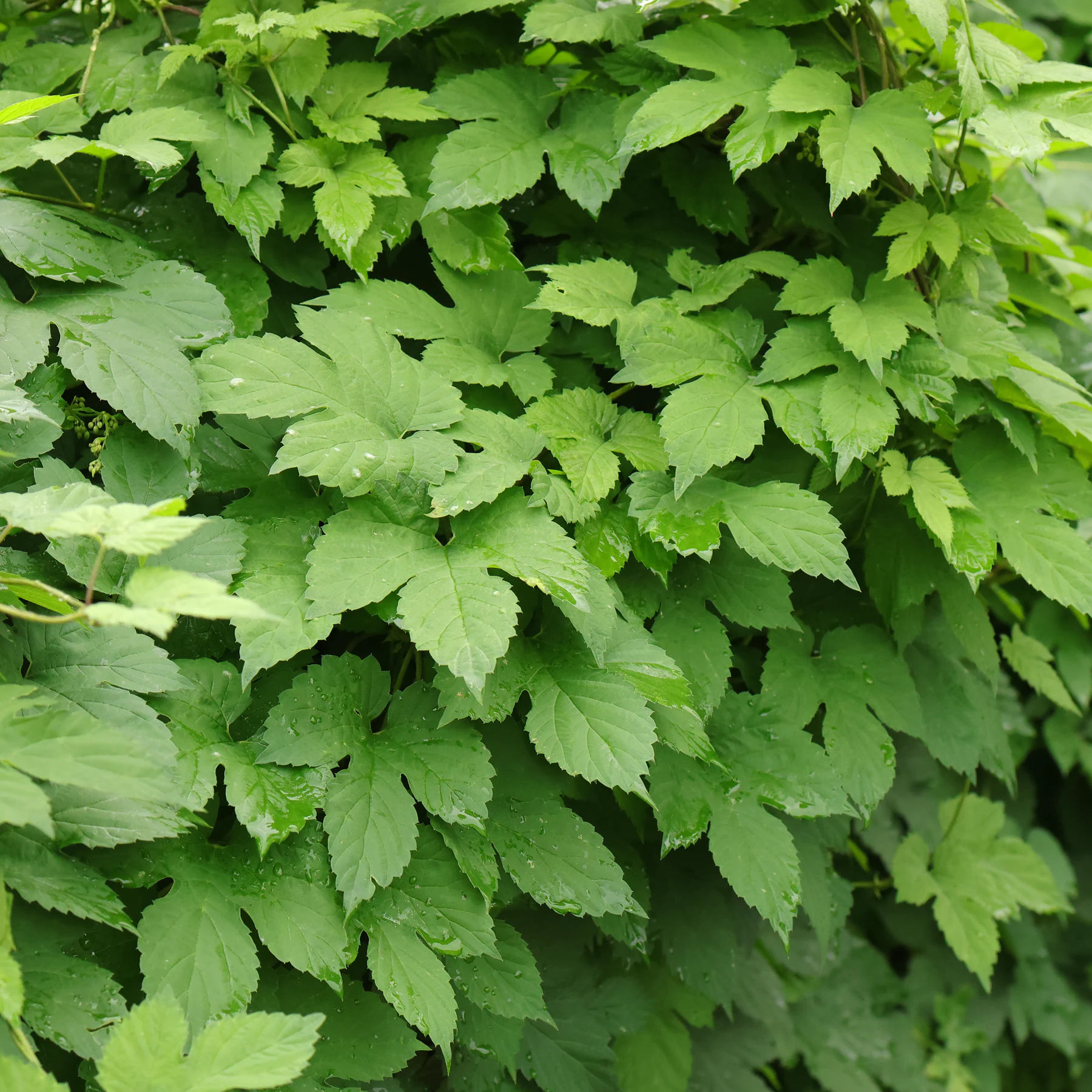 Humulus lupulus Blätter gelappt