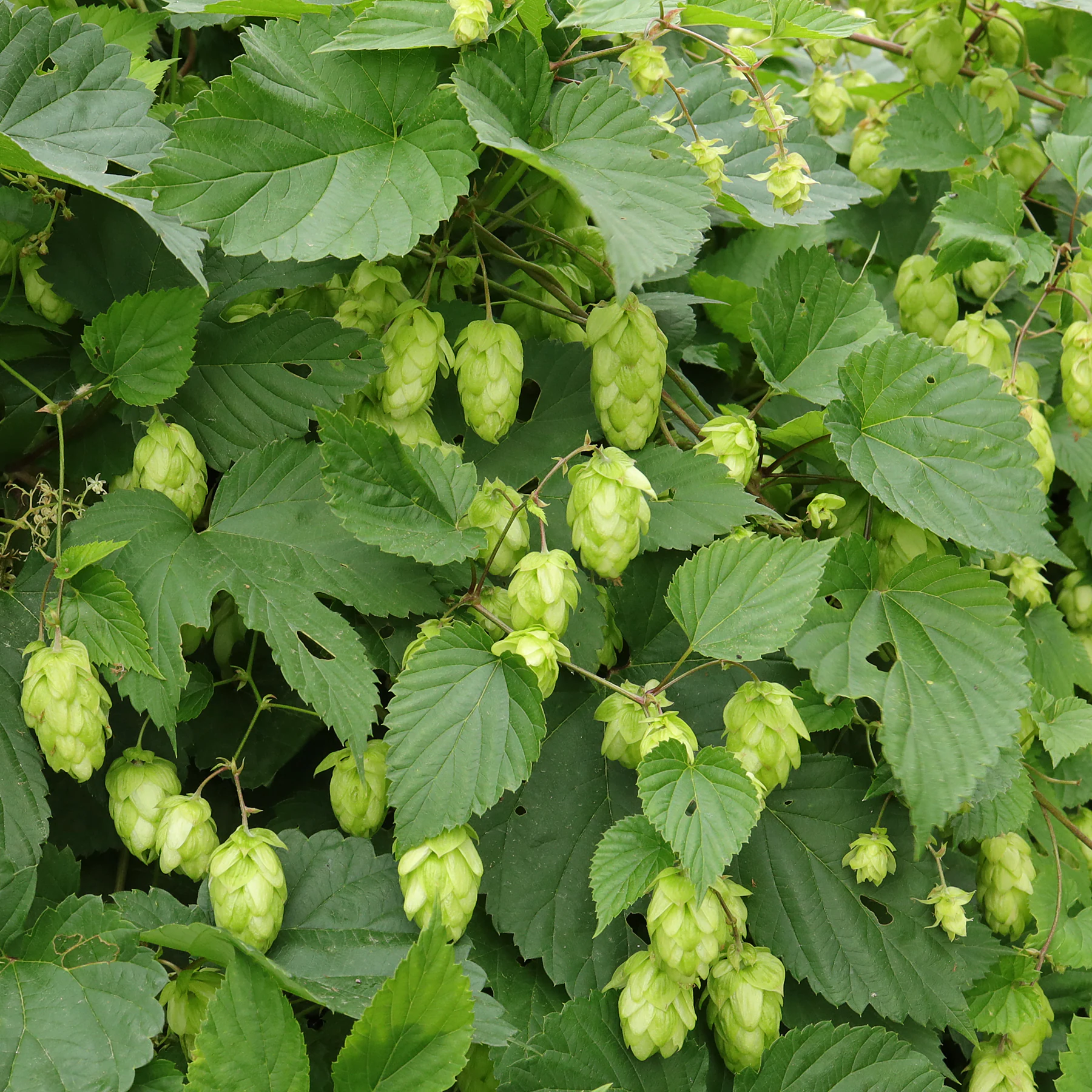 Humulus lupulus Blätter oval
