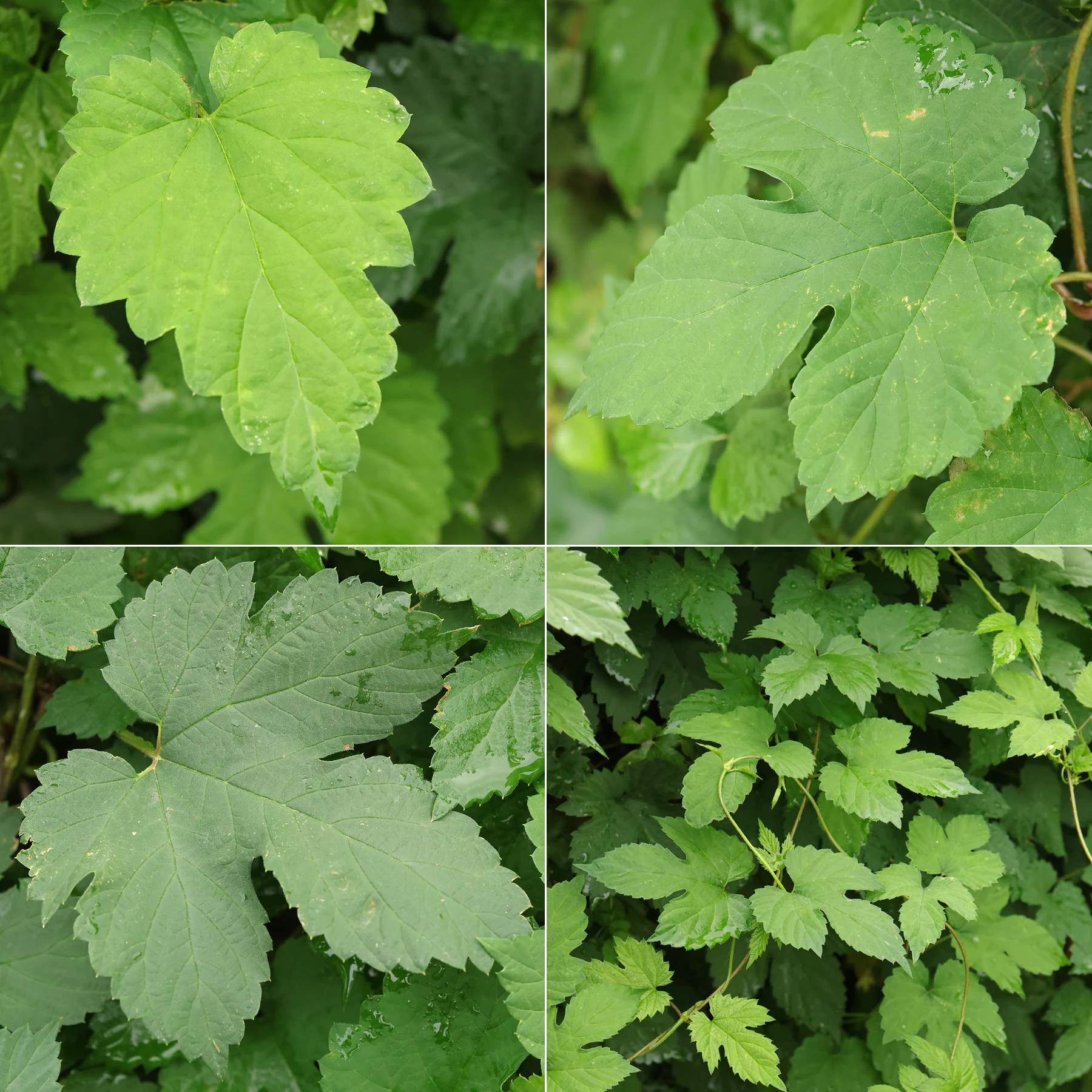 Humulus lupulus Blätter