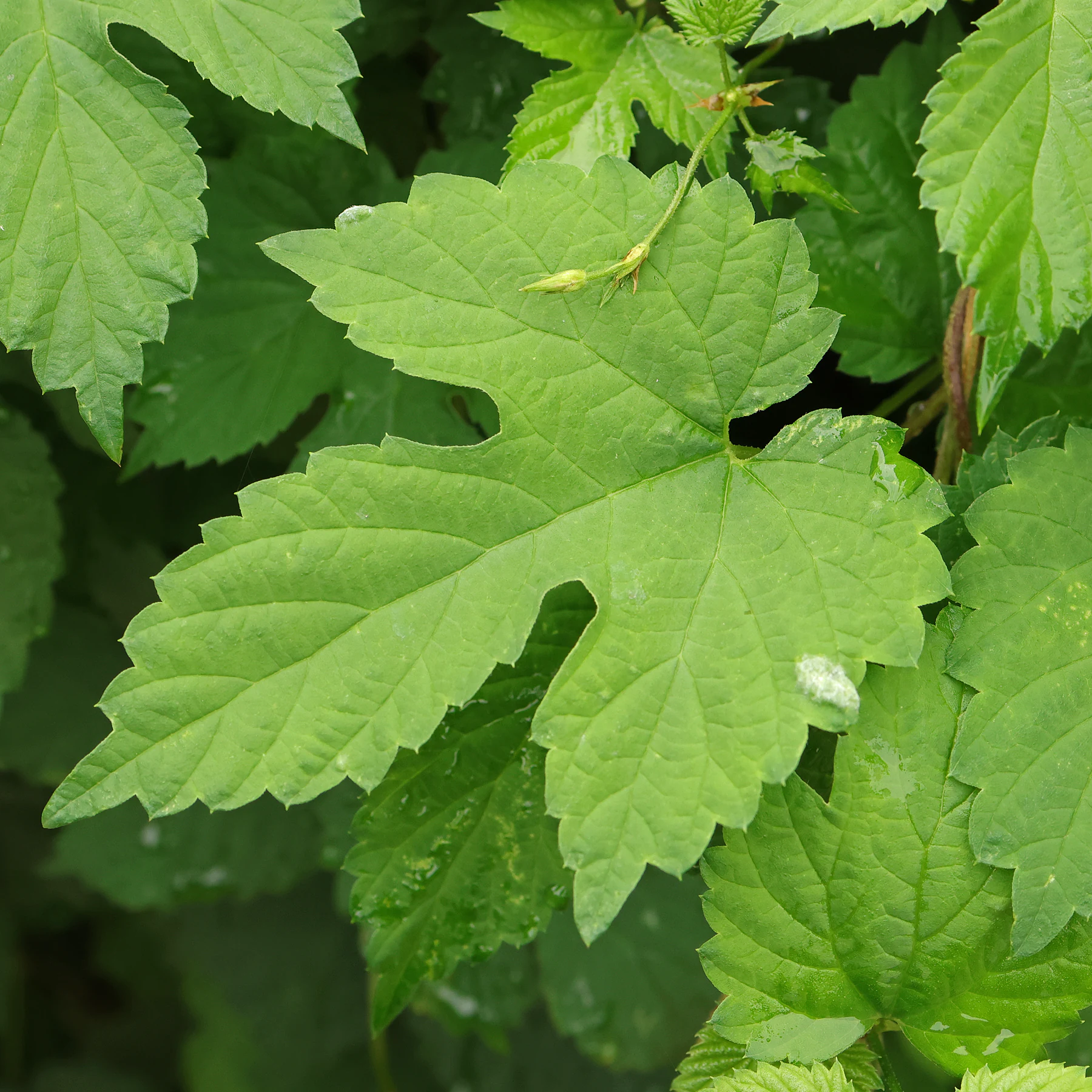 Humulus lupulus Blatt