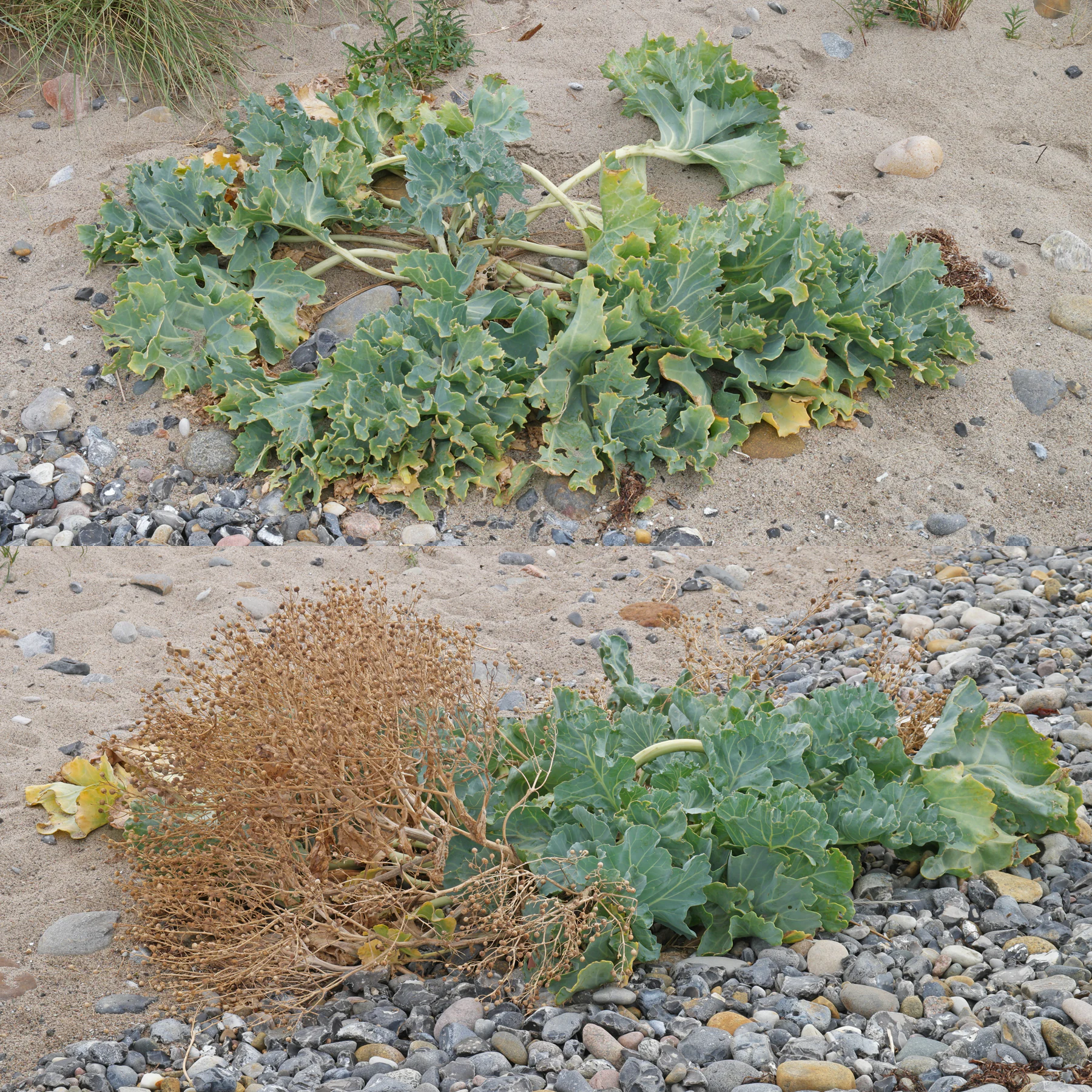Meerkohl am Strand