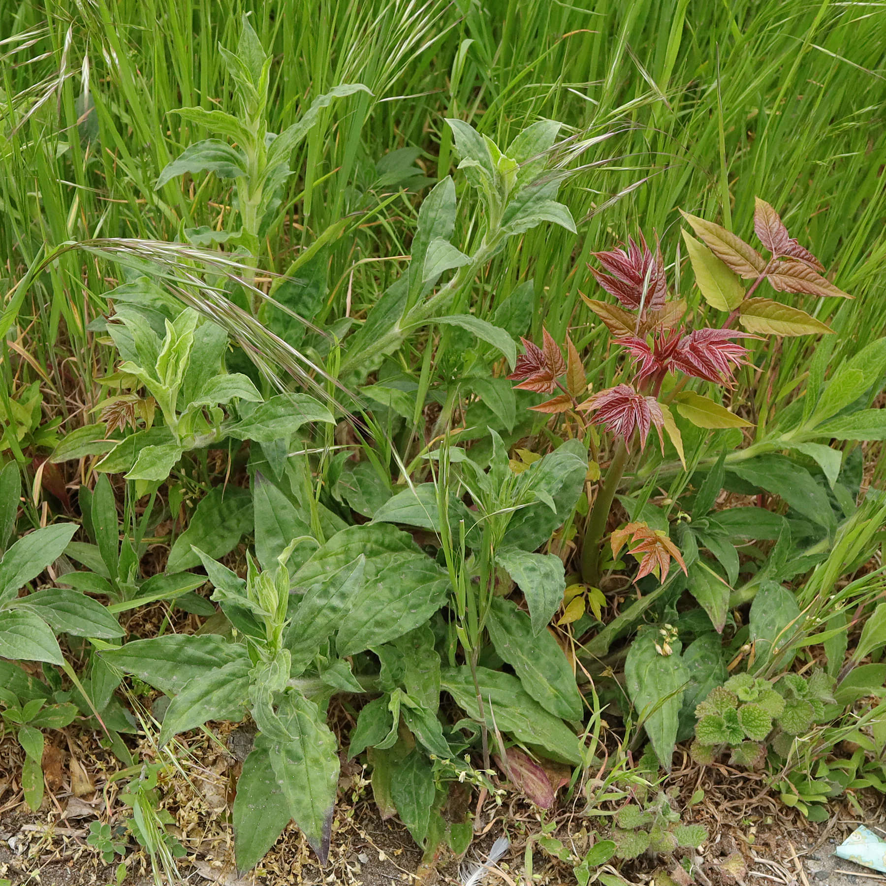 Silene latifolia & Ailanthus altissima