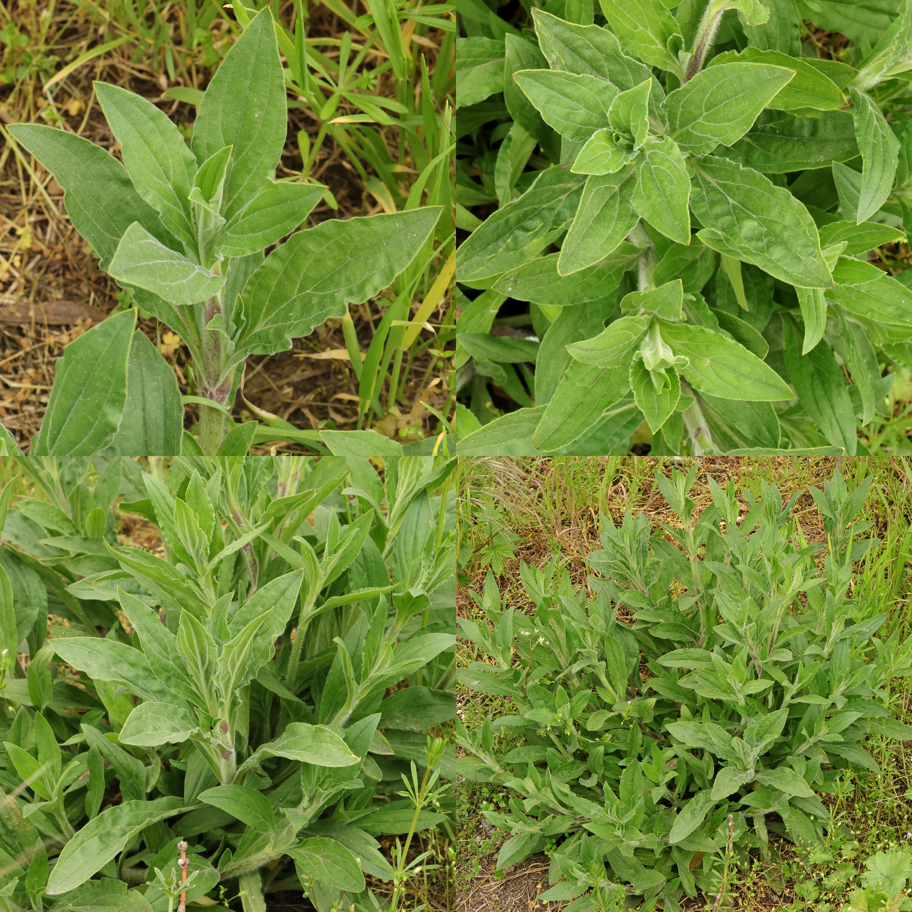 Silene latifolia Blätter