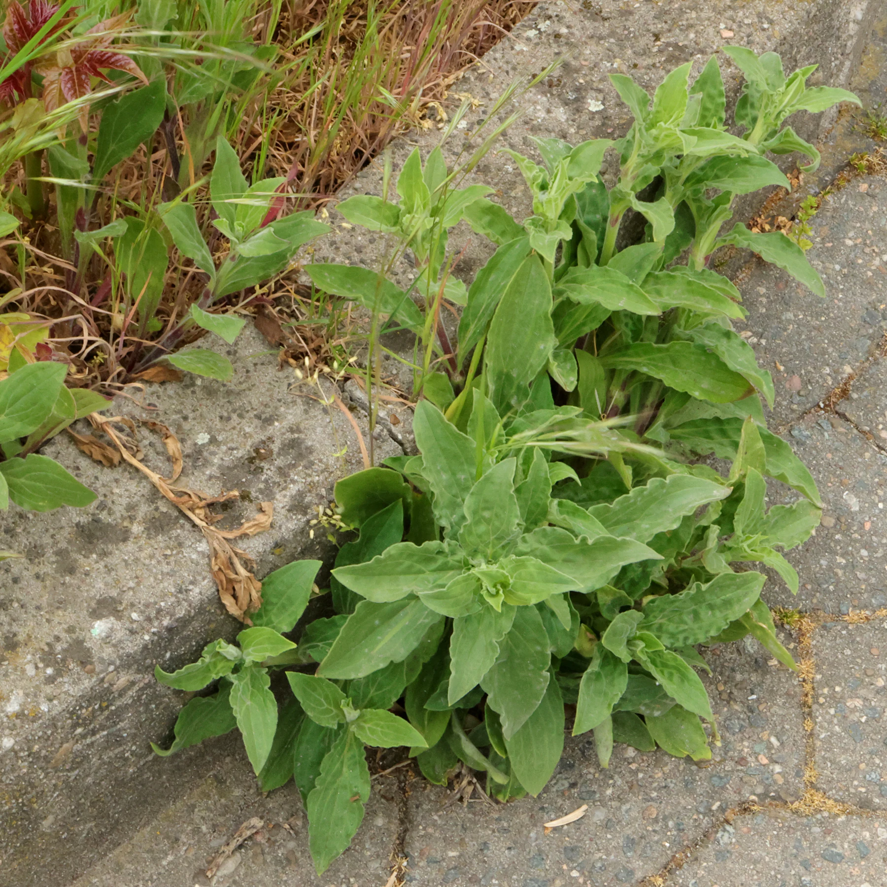 Silene latifolia am Wegrand