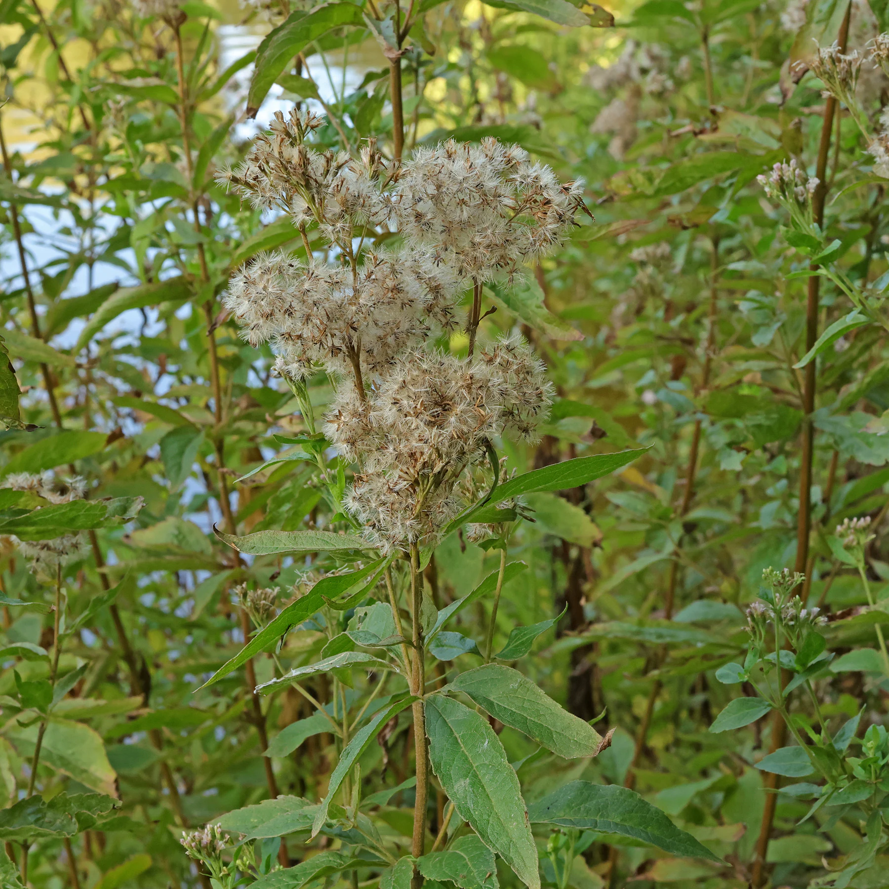 Wasserdost Eupatorium cannabinum