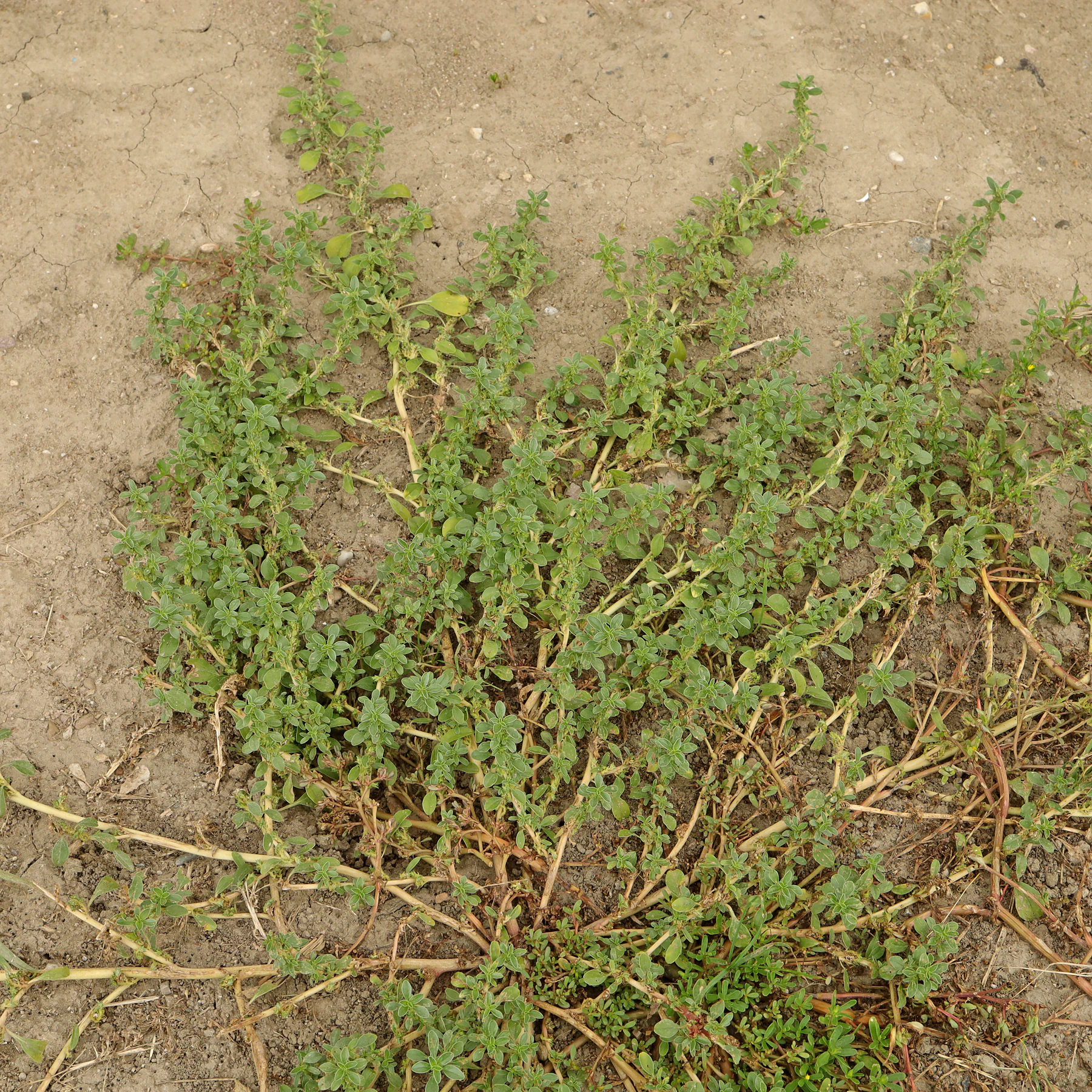 Westamerikanischer Amarant Amaranthus blitoides