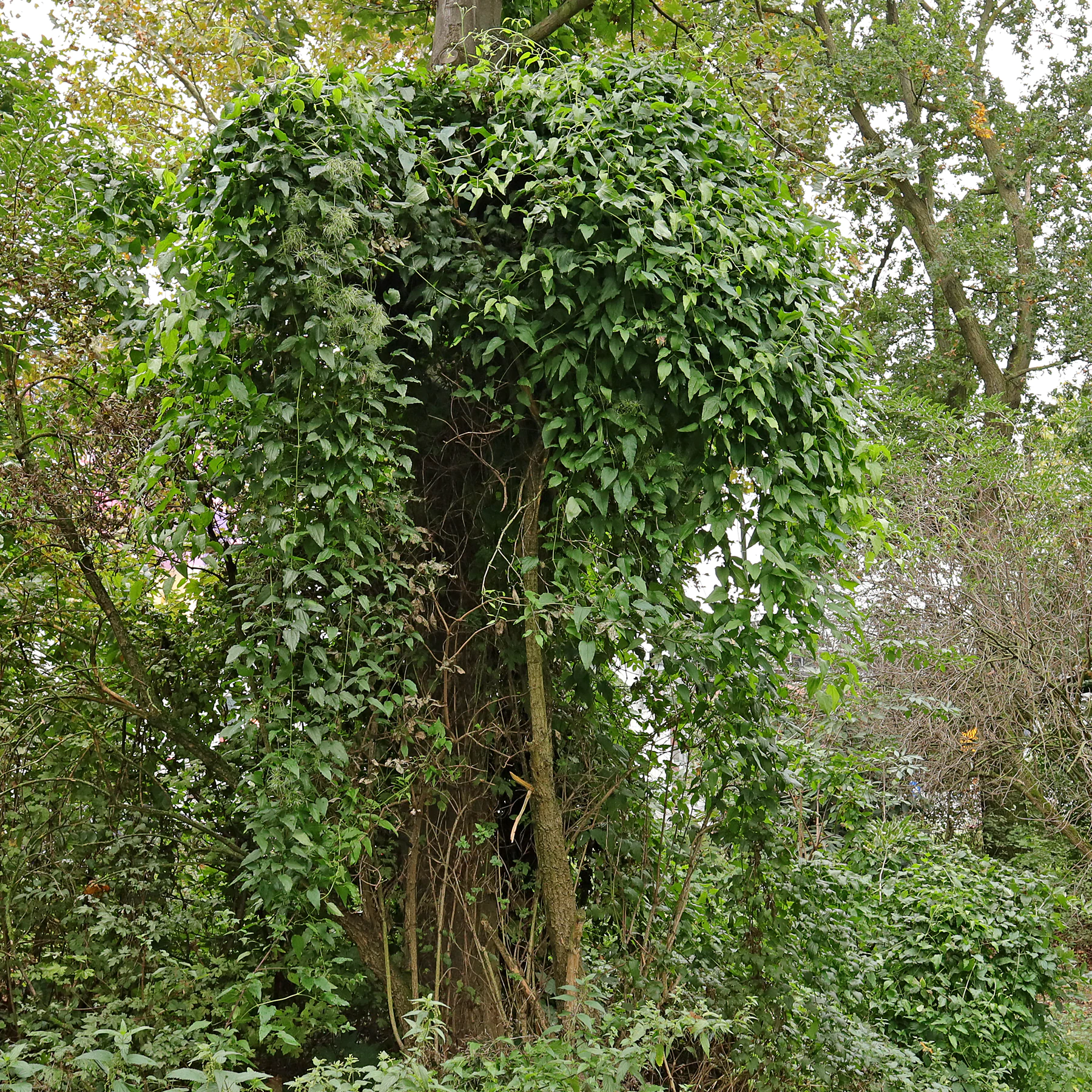 habitus Clematis vitalba