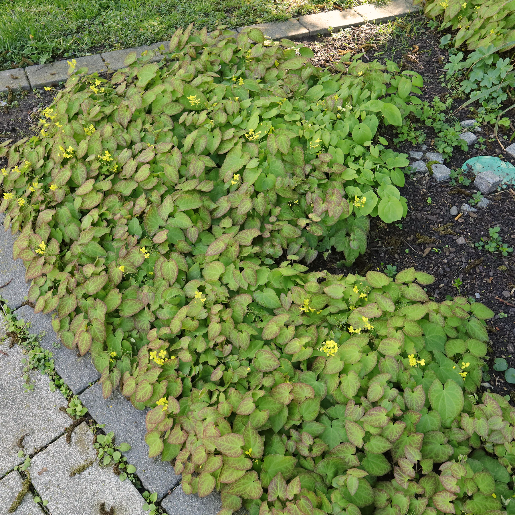 habitus Epimedium pinnatum