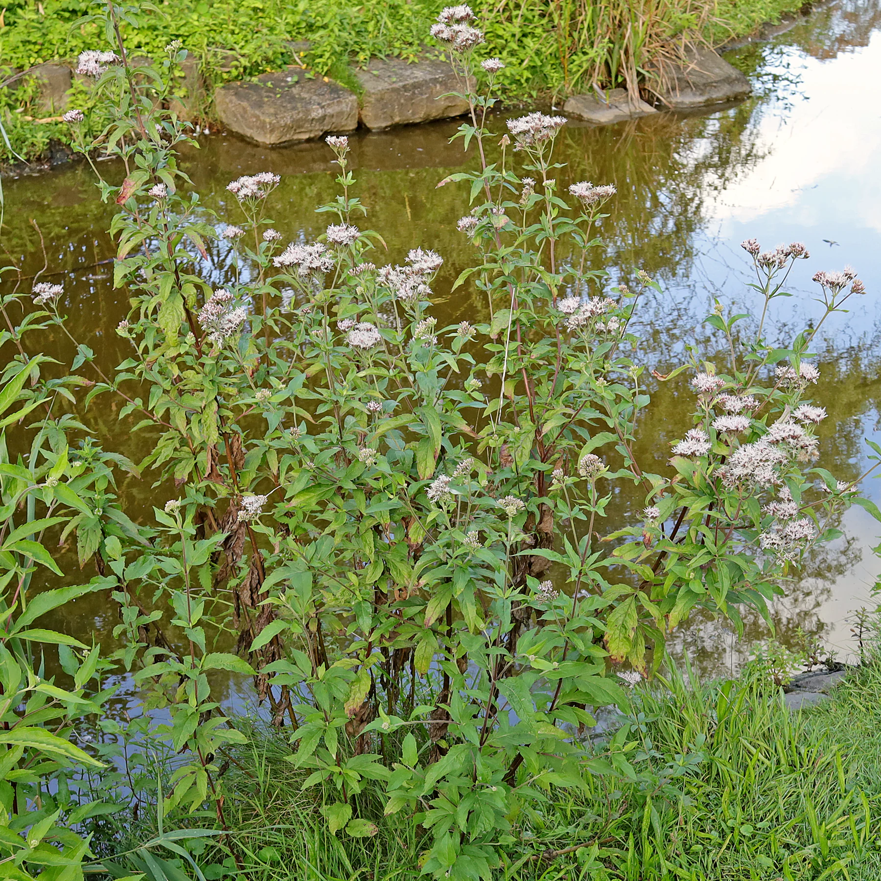 habitus Eupatorium cannabinum