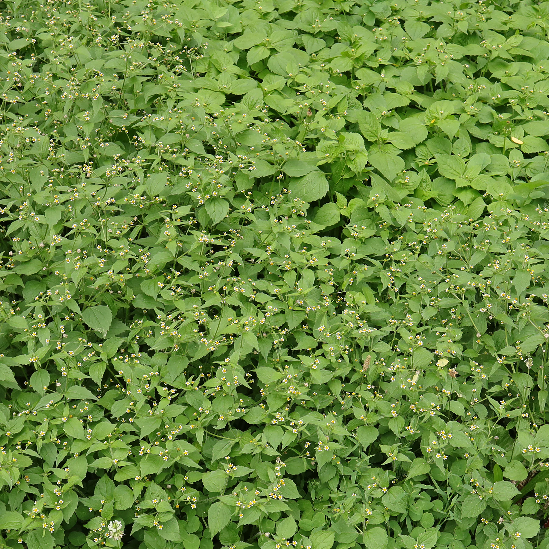 habitus Galinsoga quadriradiata