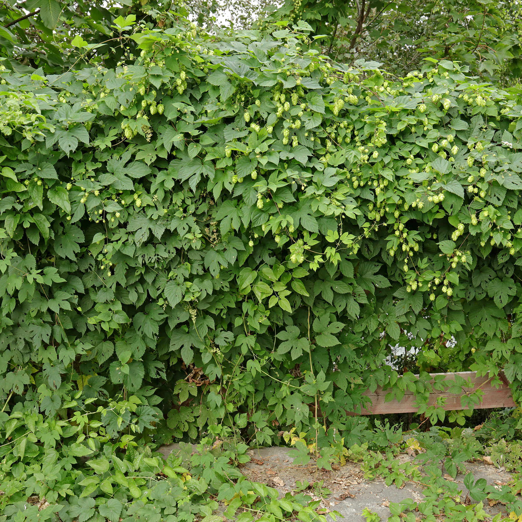 habitus Humulus lupulus
